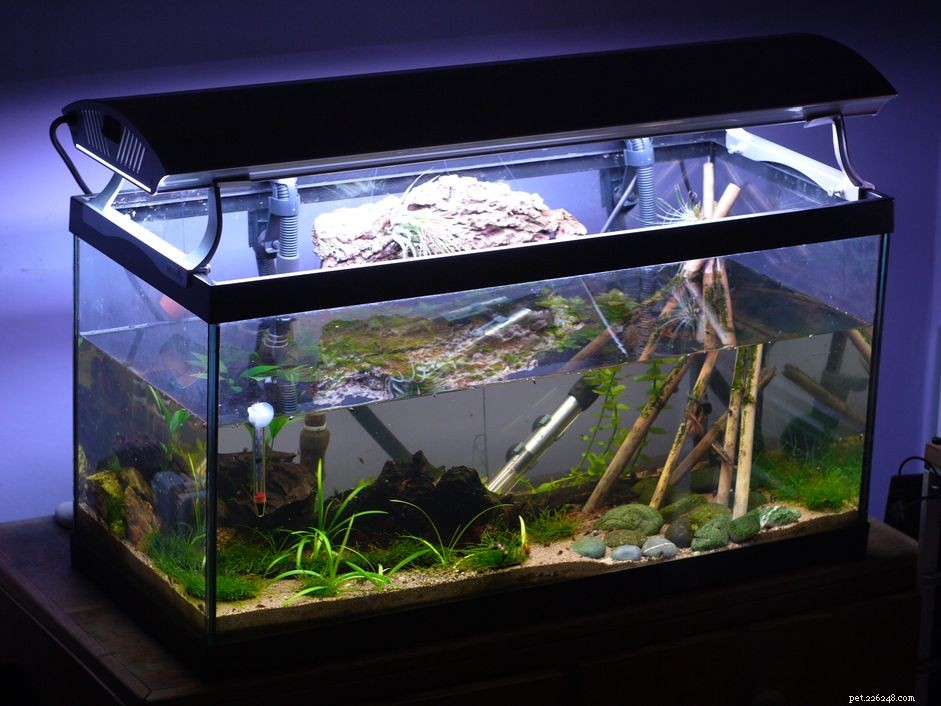 Choosing the Right Aquarium Thermometer: Types & Tips