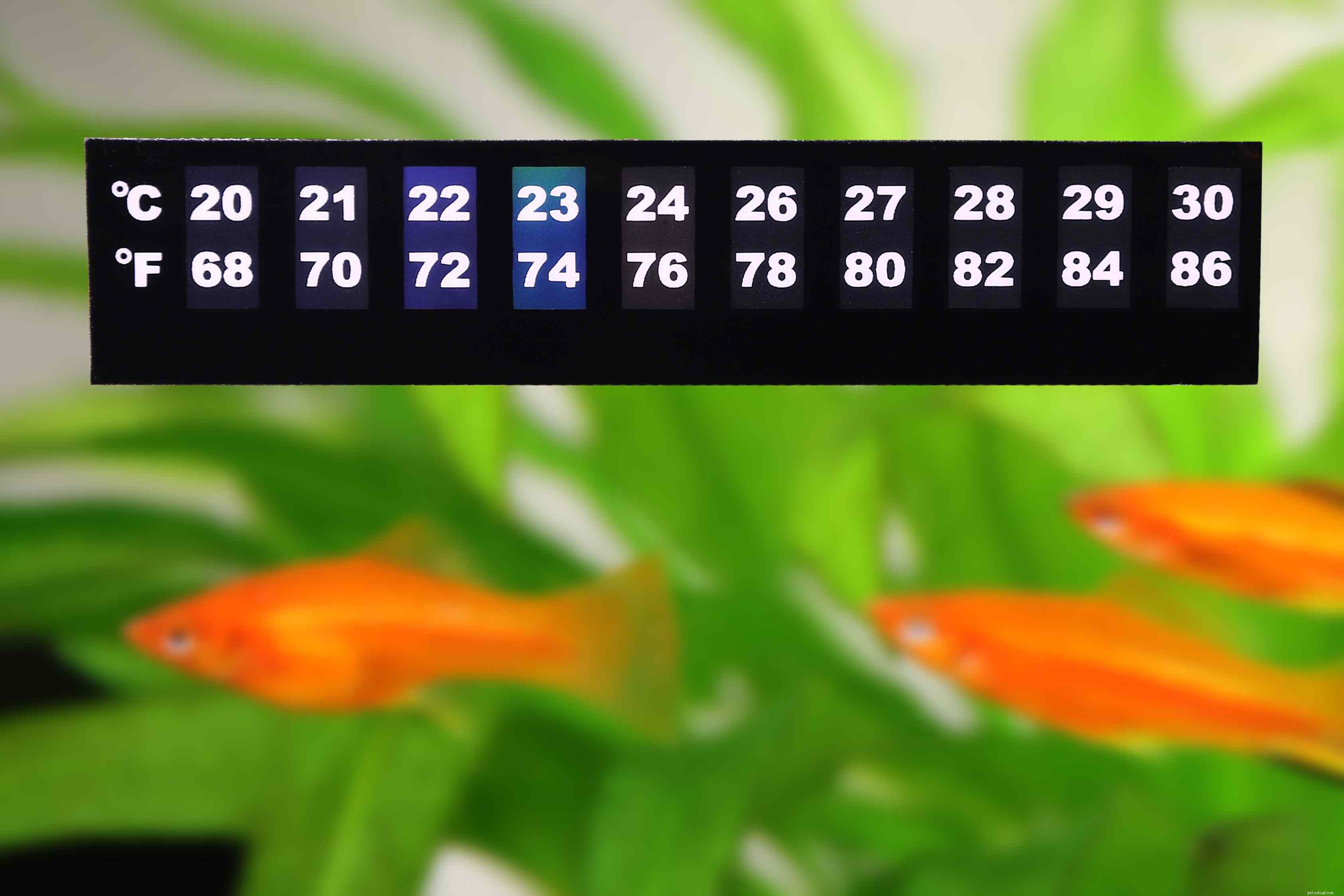 Choosing the Right Aquarium Thermometer: Types & Tips