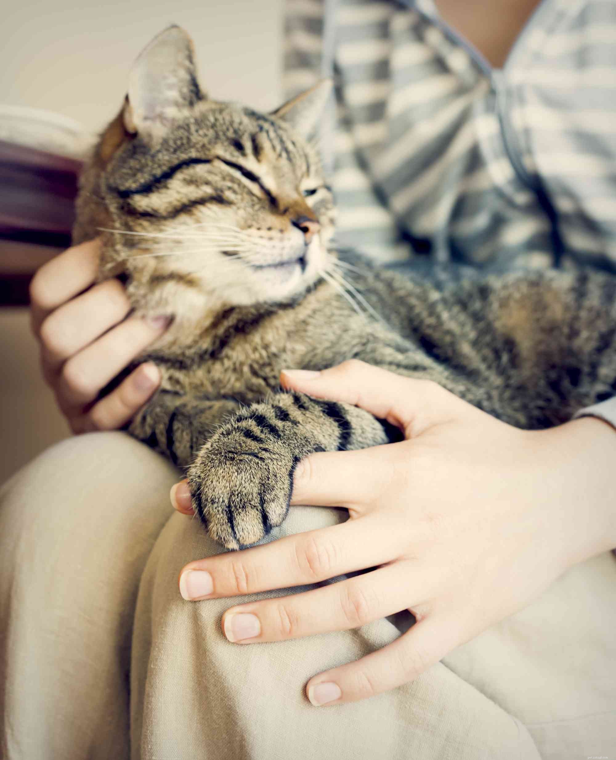 12 Proven Ways Cats Express Their Love to You