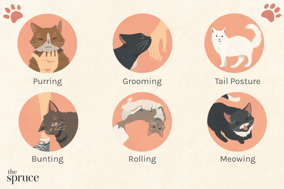 12 Proven Ways Cats Express Their Love to You