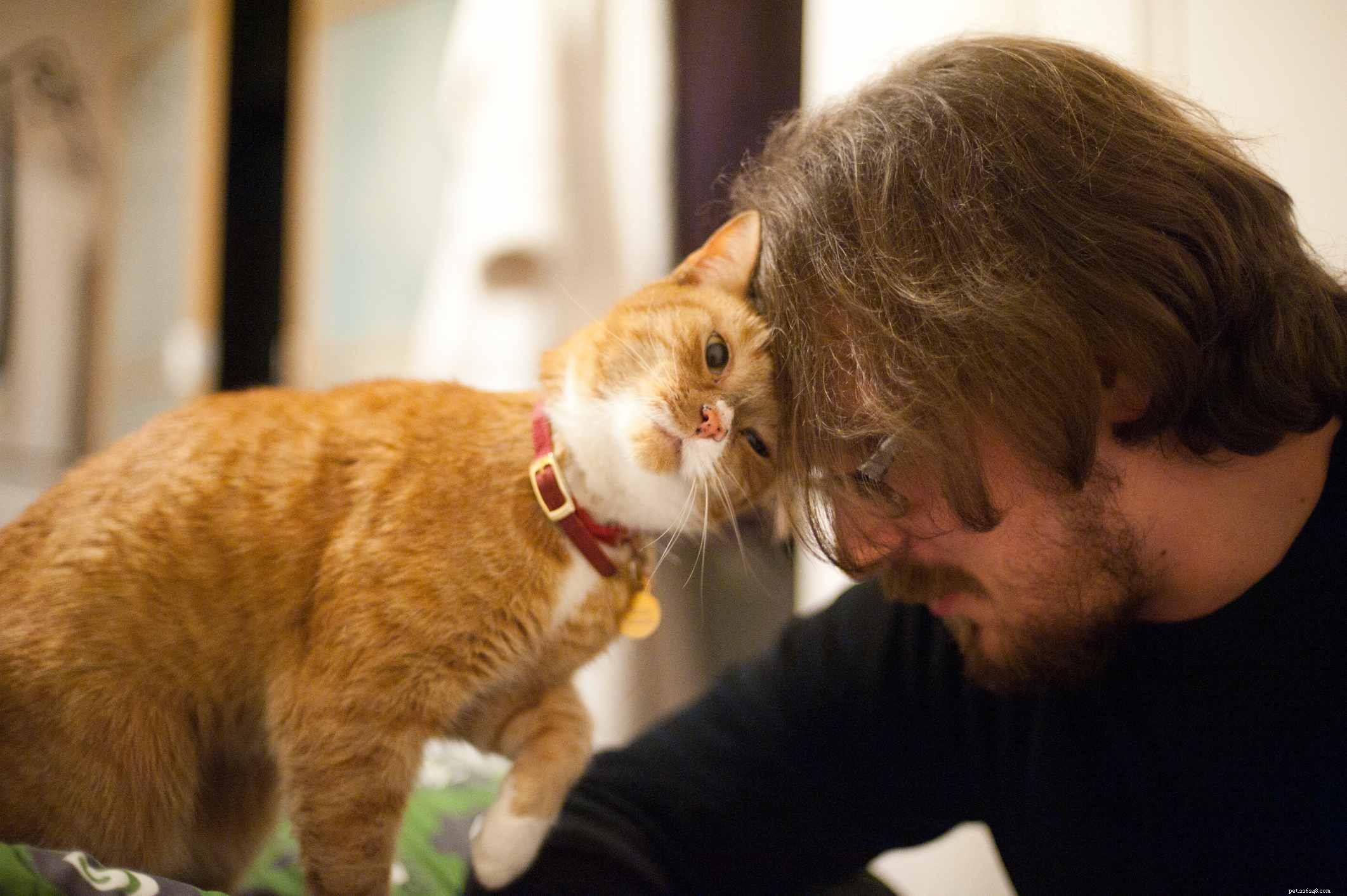 12 Proven Ways Cats Express Their Love to You