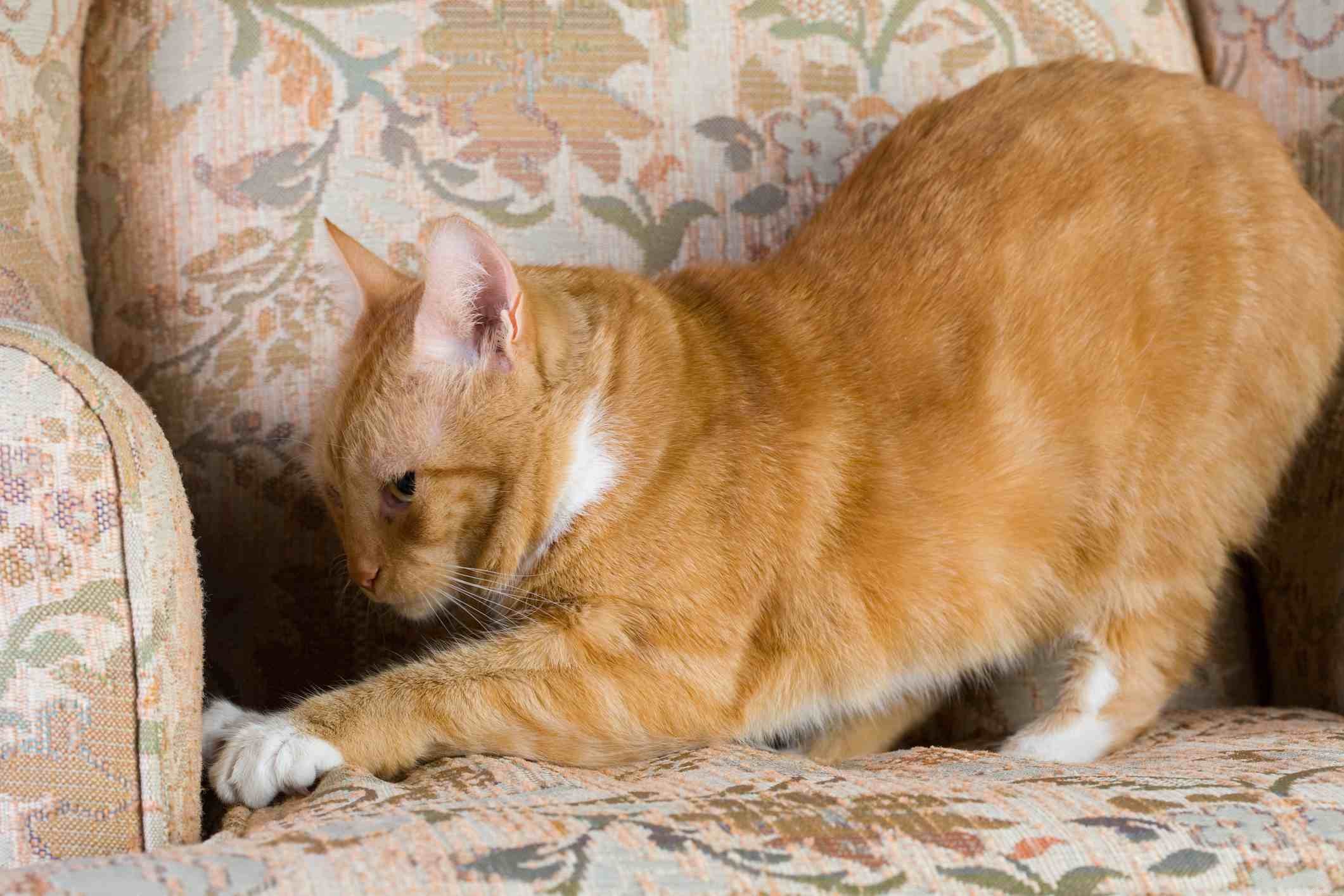 12 Proven Ways Cats Express Their Love to You