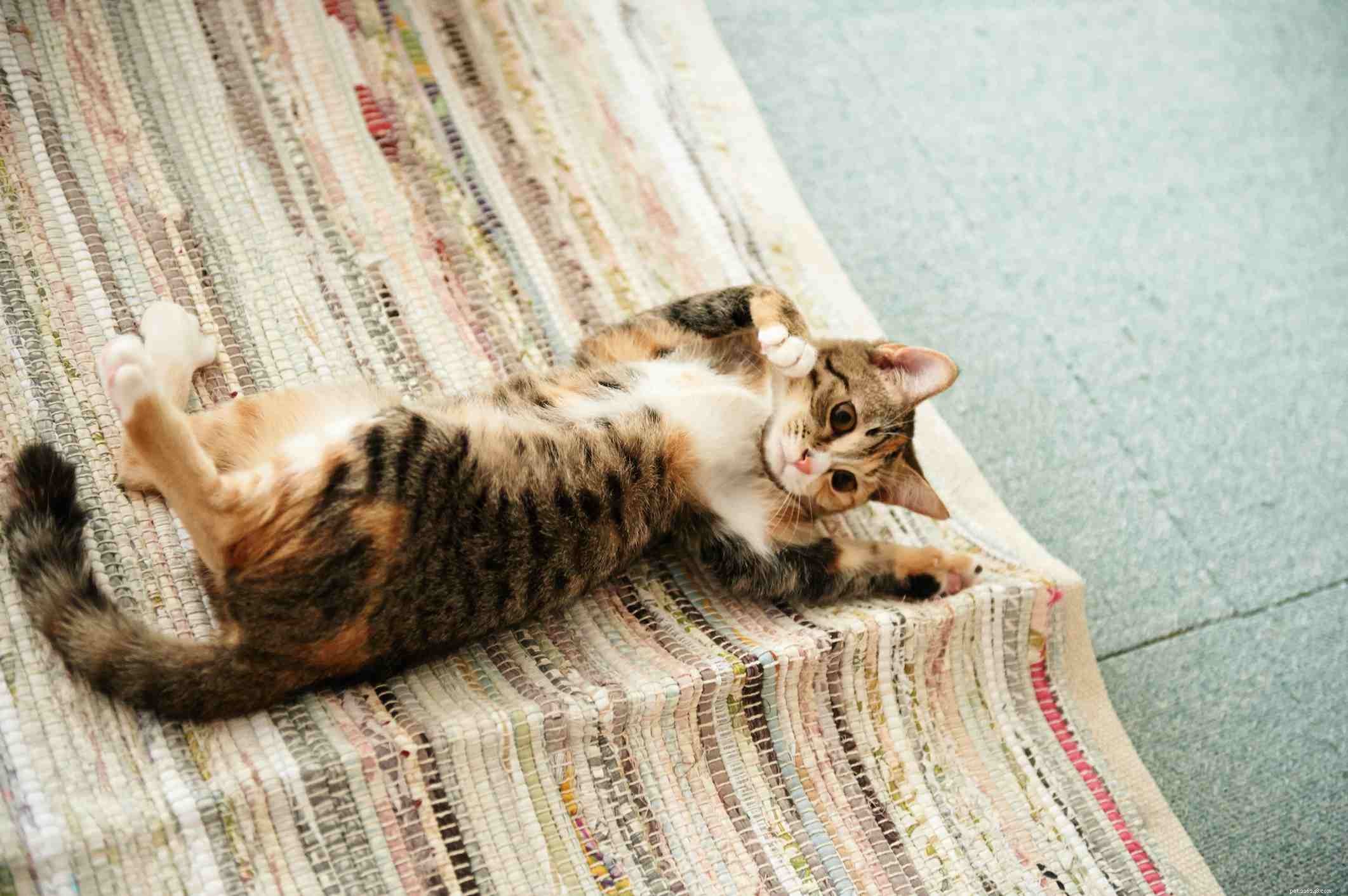 12 Proven Ways Cats Express Their Love to You
