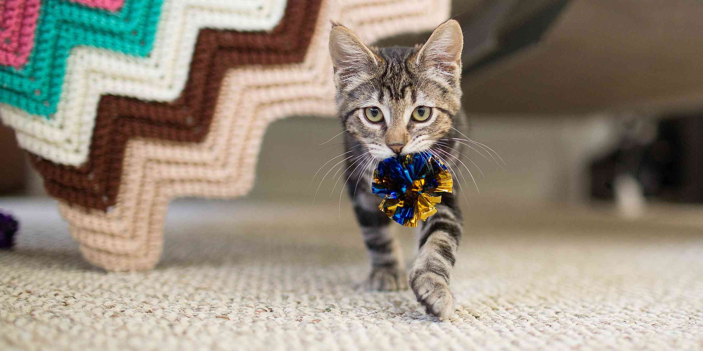 12 Proven Ways Cats Express Their Love to You