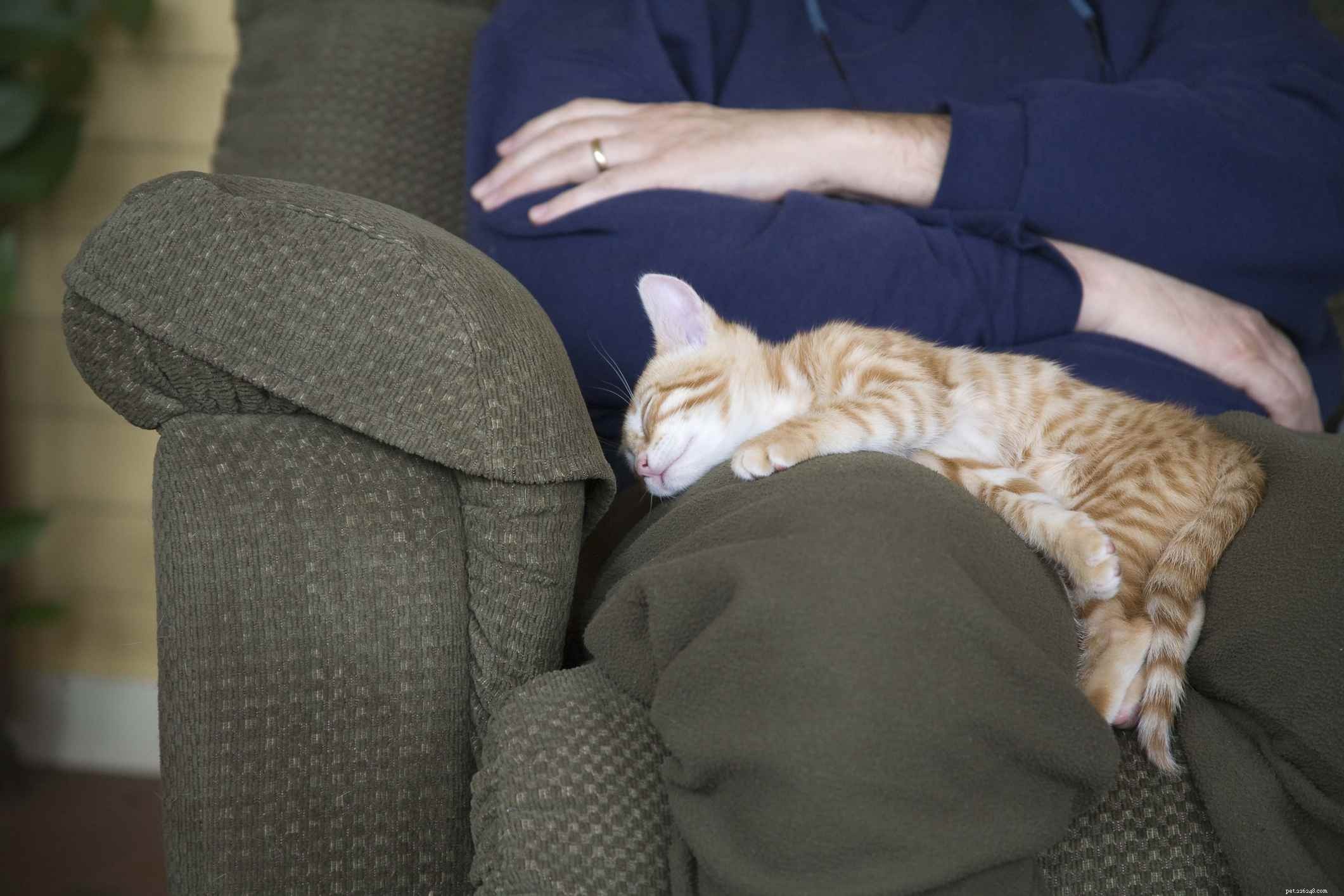 12 Proven Ways Cats Express Their Love to You