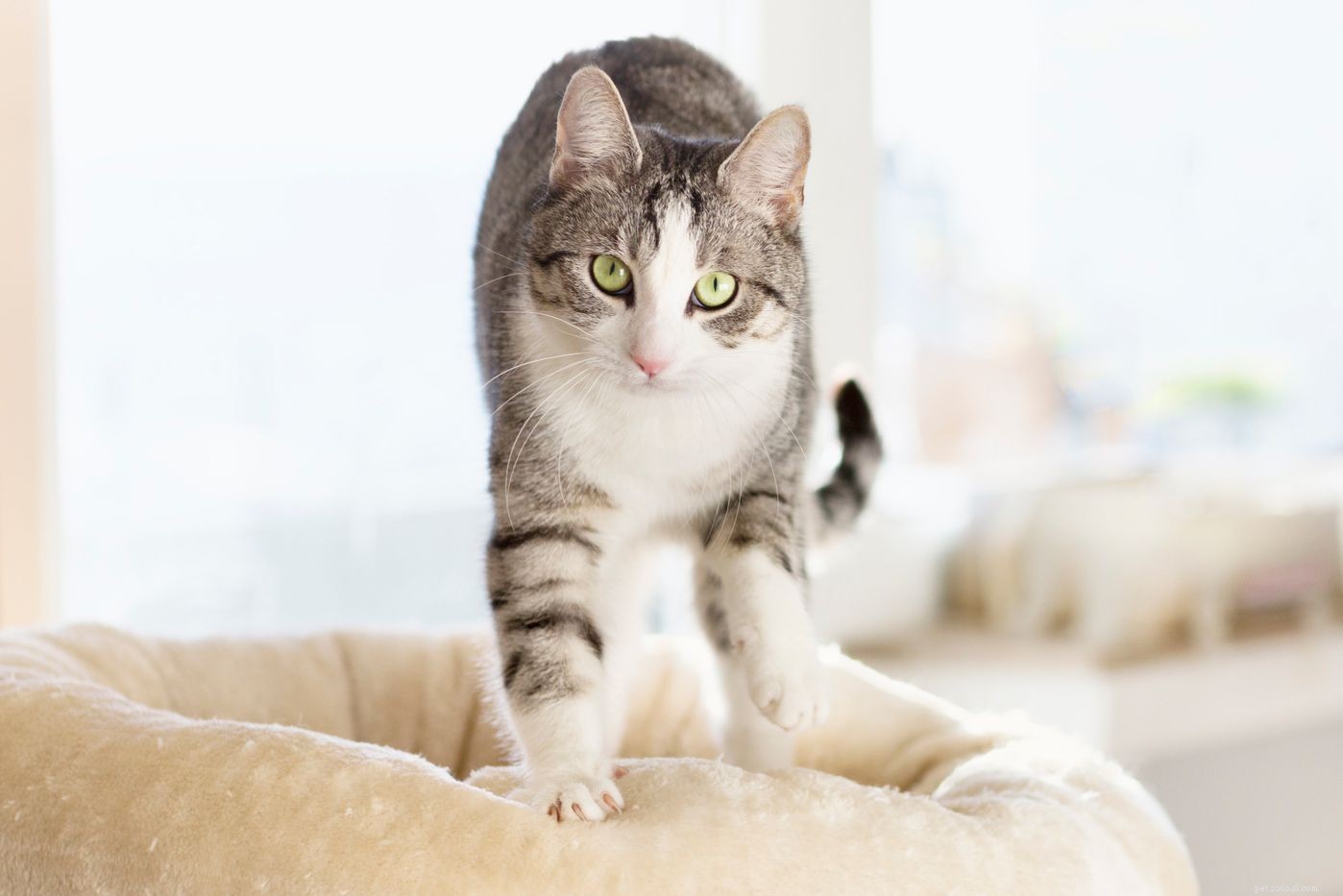12 Proven Ways Cats Express Their Love to You