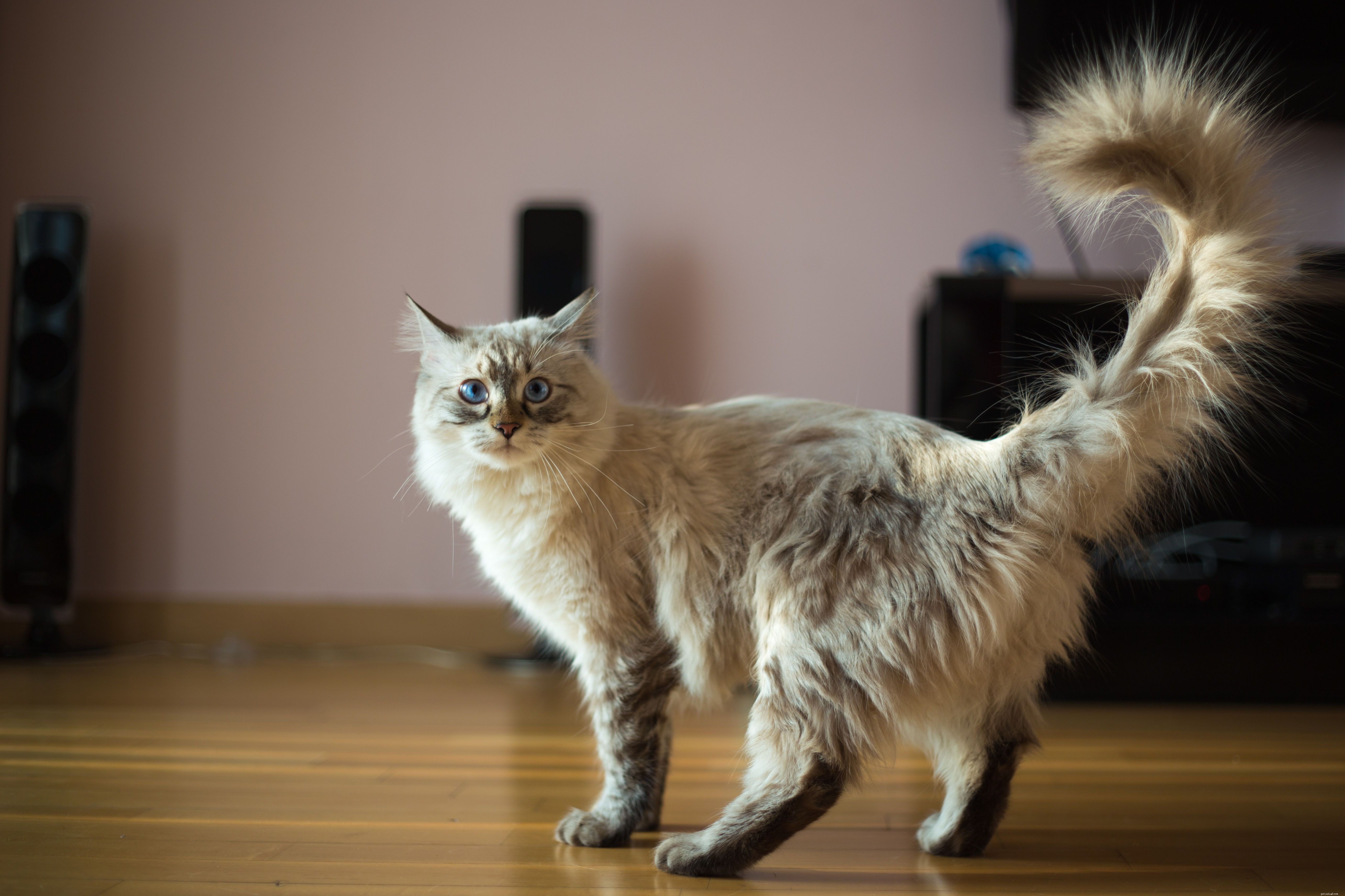 12 Proven Ways Cats Express Their Love to You
