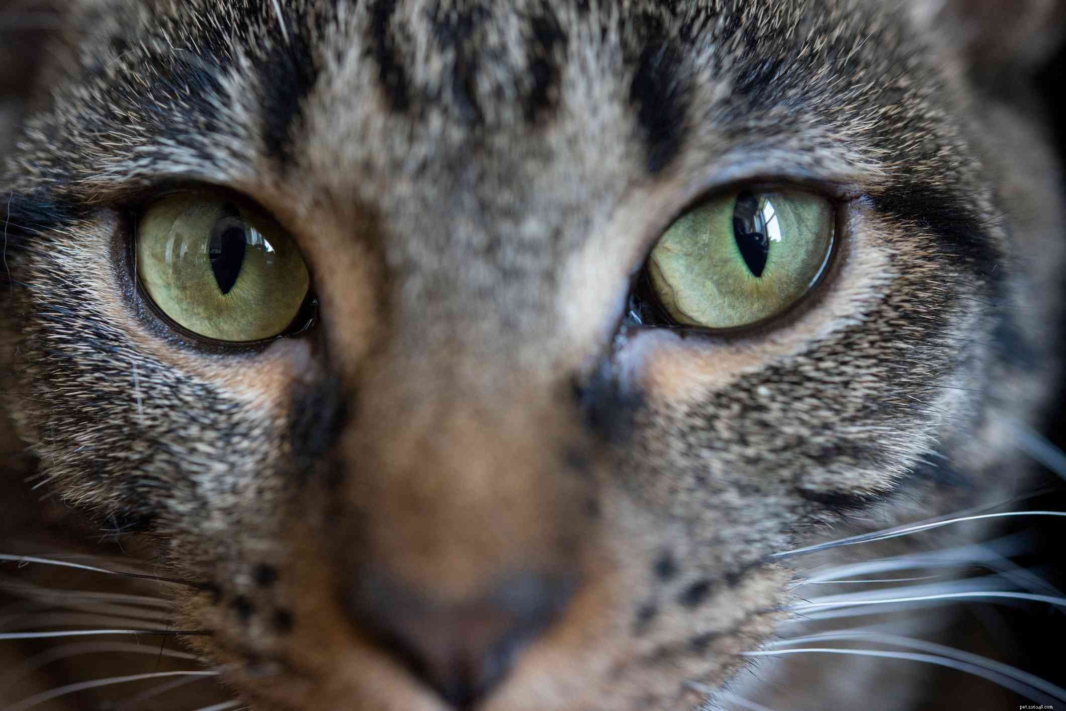 12 Proven Ways Cats Express Their Love to You