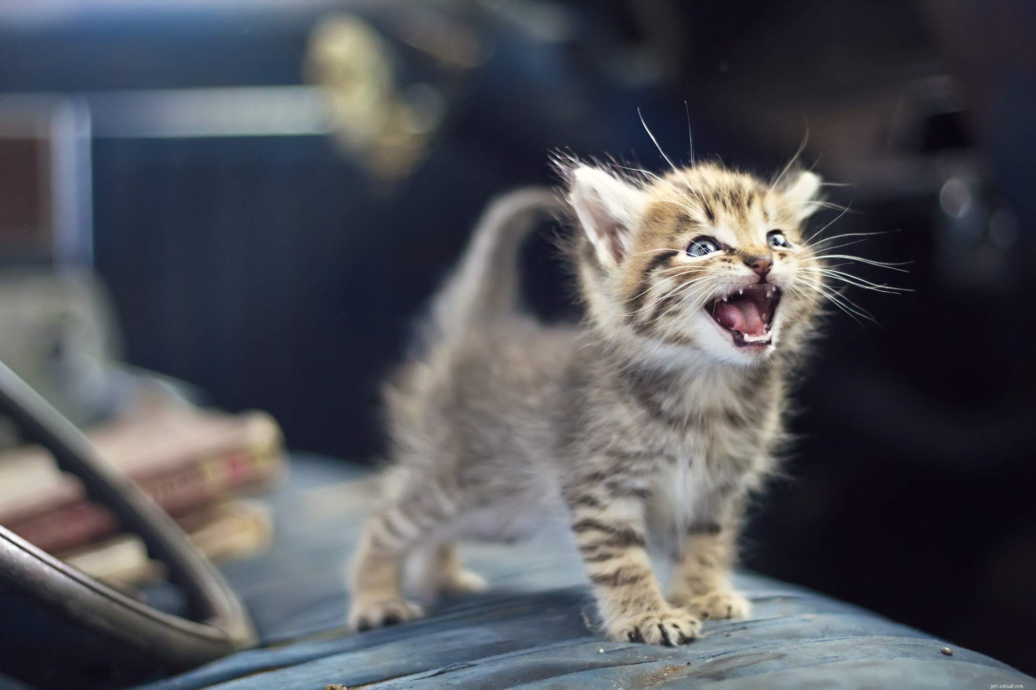 12 Proven Ways Cats Express Their Love to You