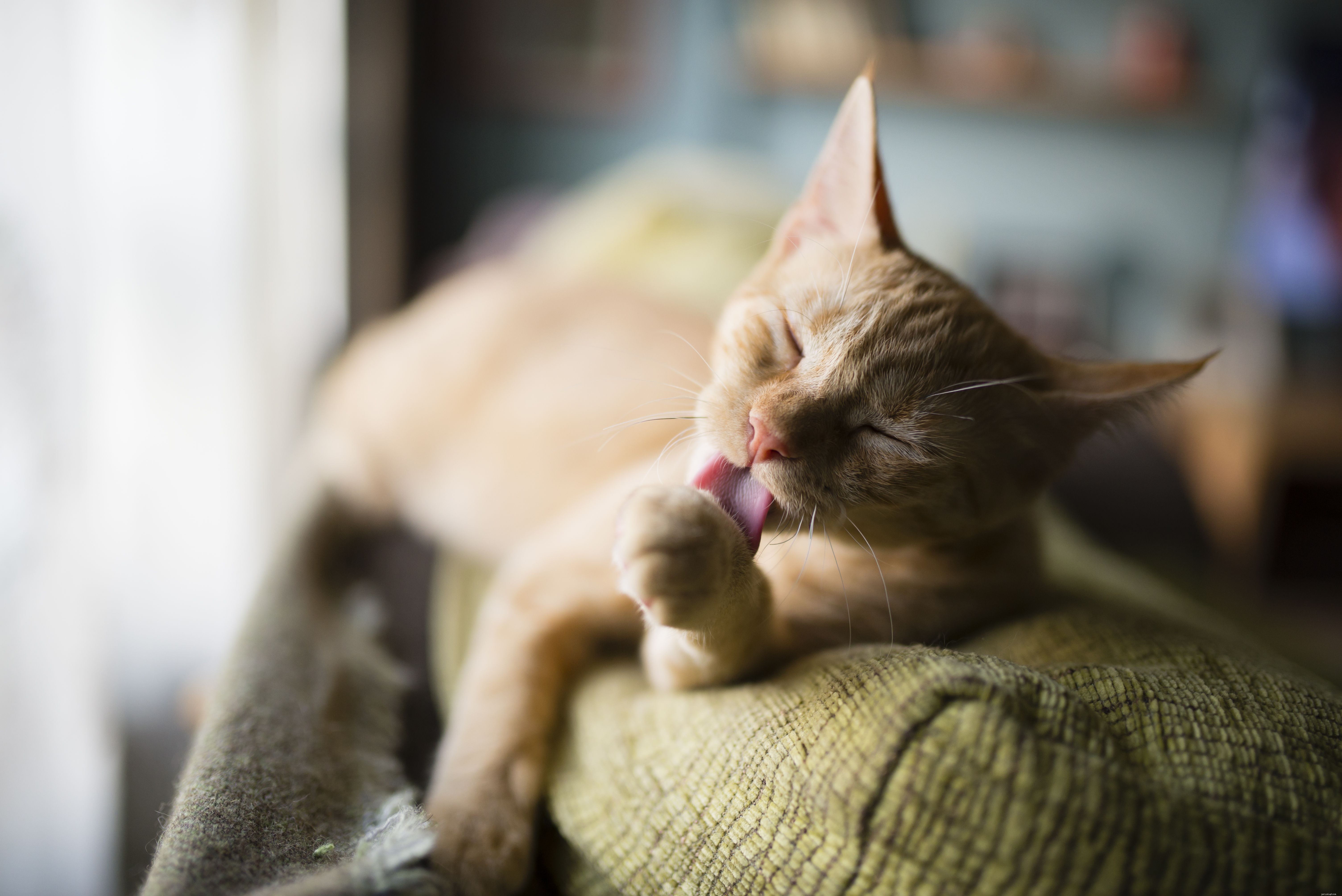 12 Proven Ways Cats Express Their Love to You