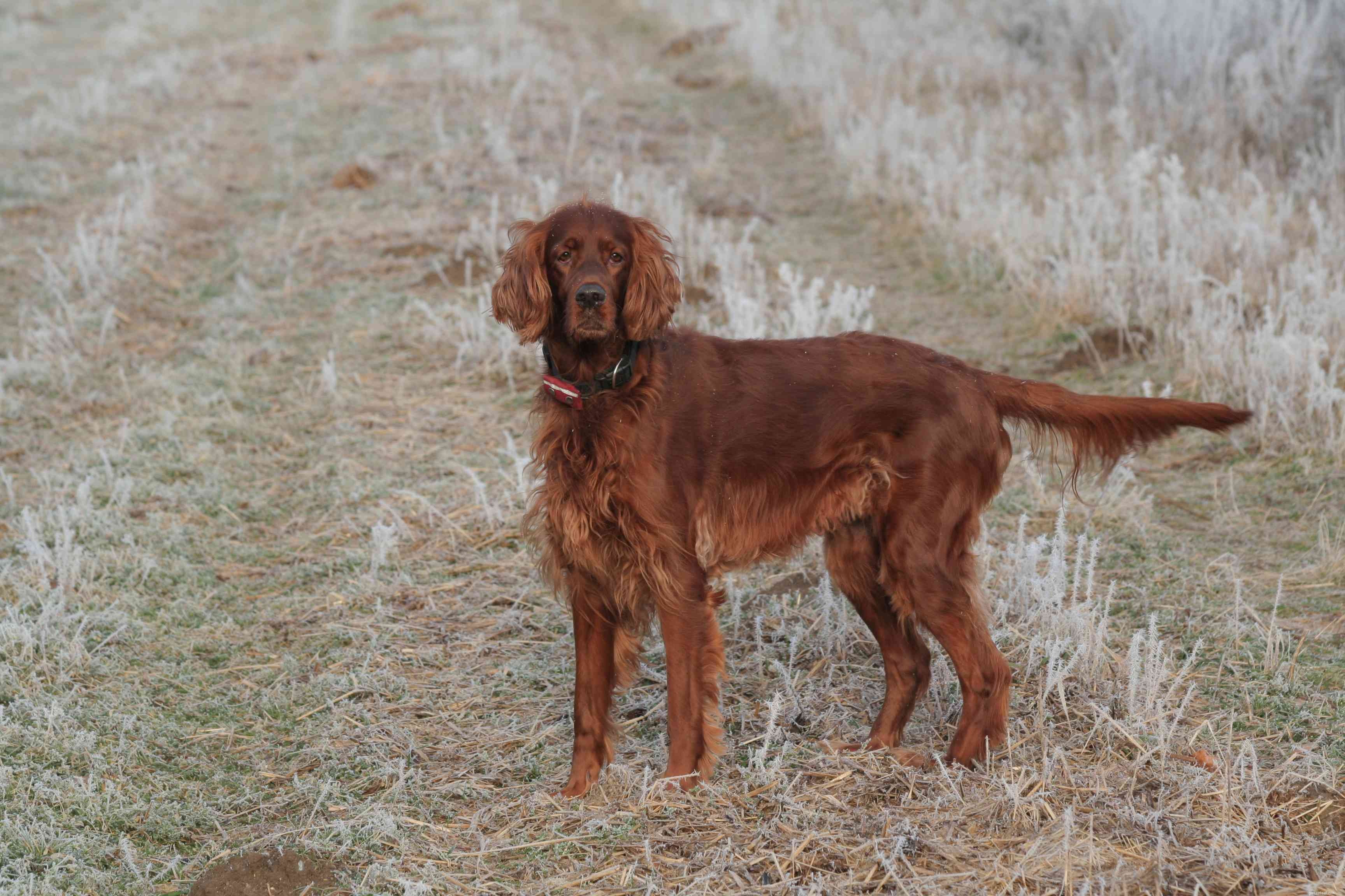 Irish Setter (Red Setter): Expert Guide to Traits, Care, and Training