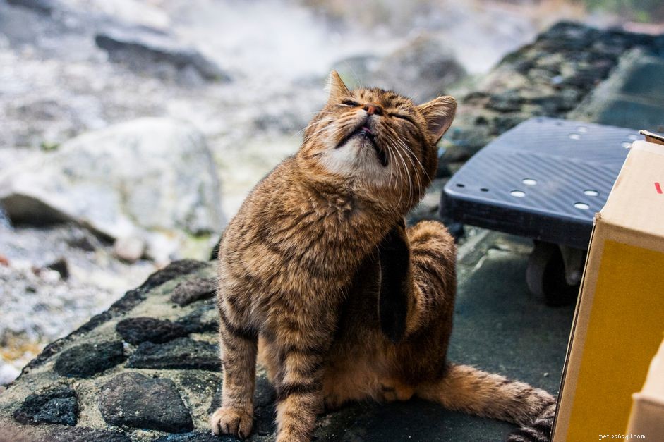 Understanding and Managing Mange in Cats: Prevention and Treatment