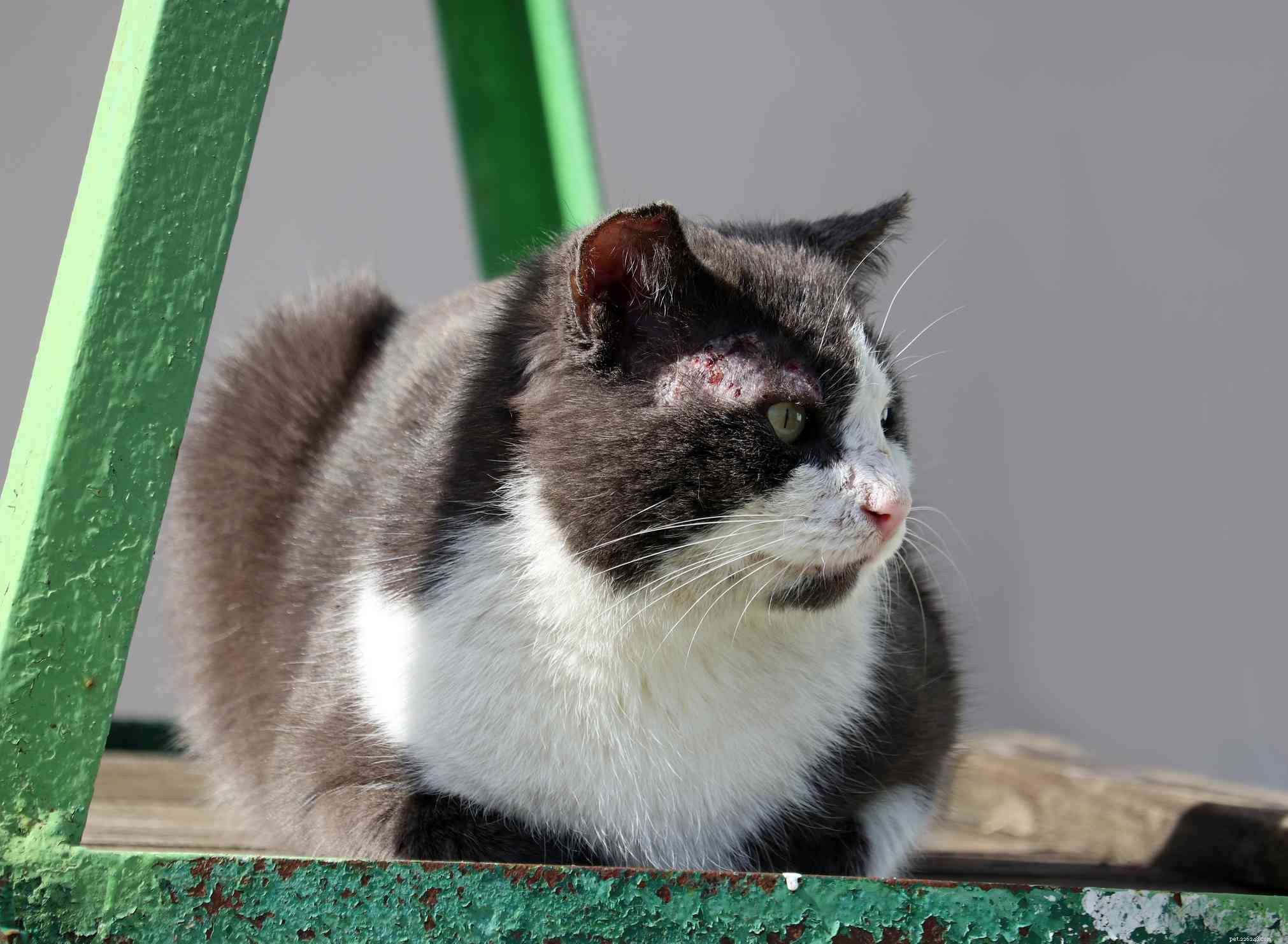 Understanding and Managing Mange in Cats: Prevention and Treatment
