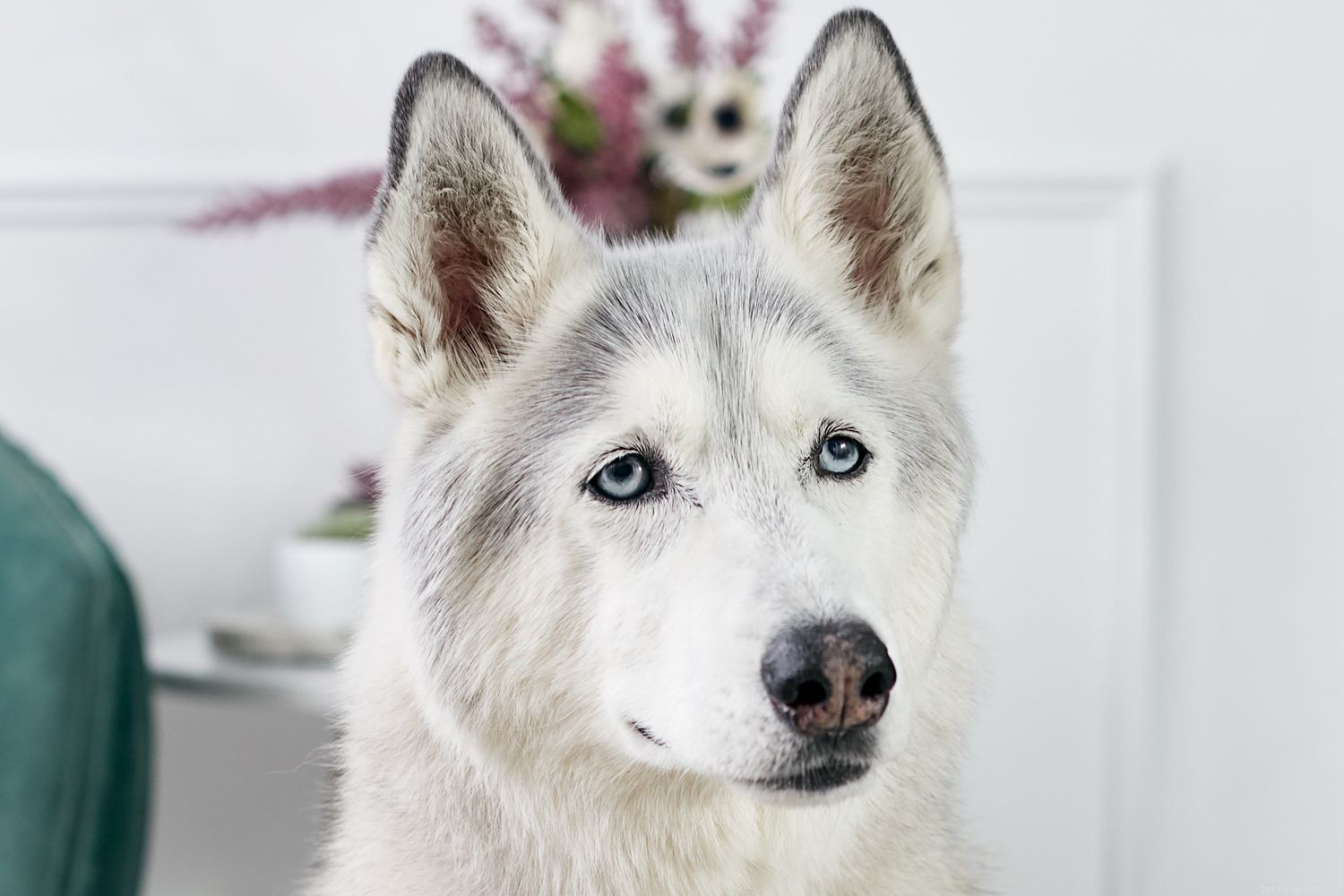Siberian Husky Guide: Traits, Care, and Training for Prospective Owners