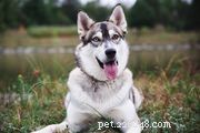 Siberian Husky Guide: Traits, Care, and Training for Prospective Owners