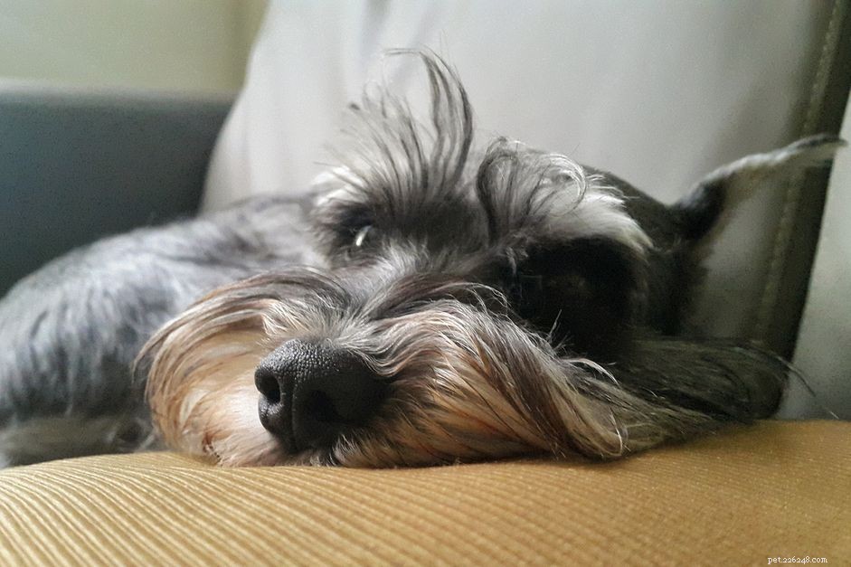 Standard Schnauzer: Traits, Care, and Training Guide