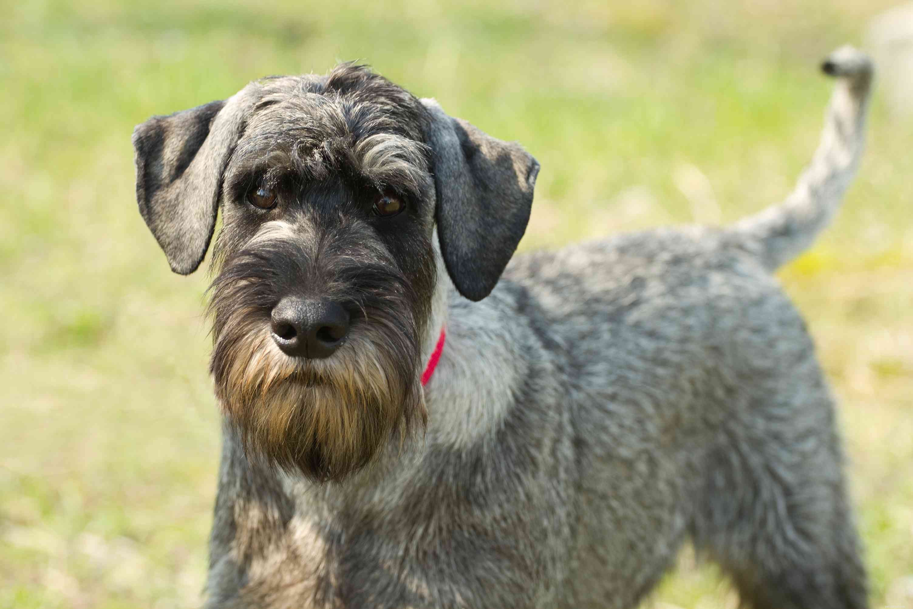 Standard Schnauzer: Traits, Care, and Training Guide