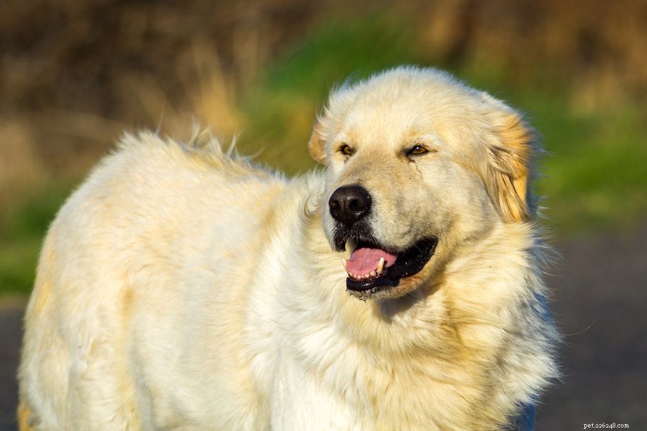 Discover 11 Remarkable Traits of the Great Pyrenees: A Loyal Guardian & Family Companion