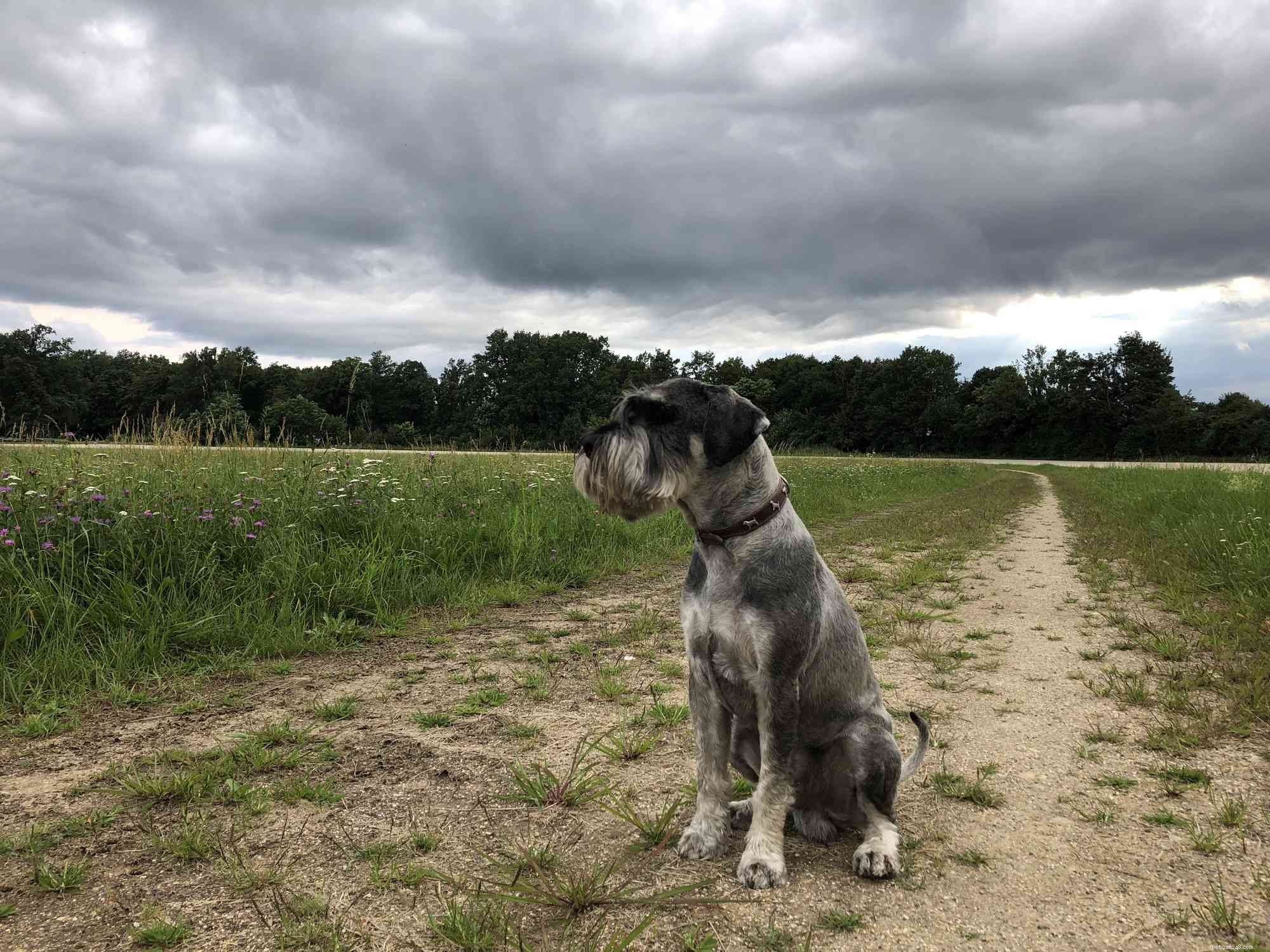 Standard Schnauzer: Traits, Care, and Training Guide