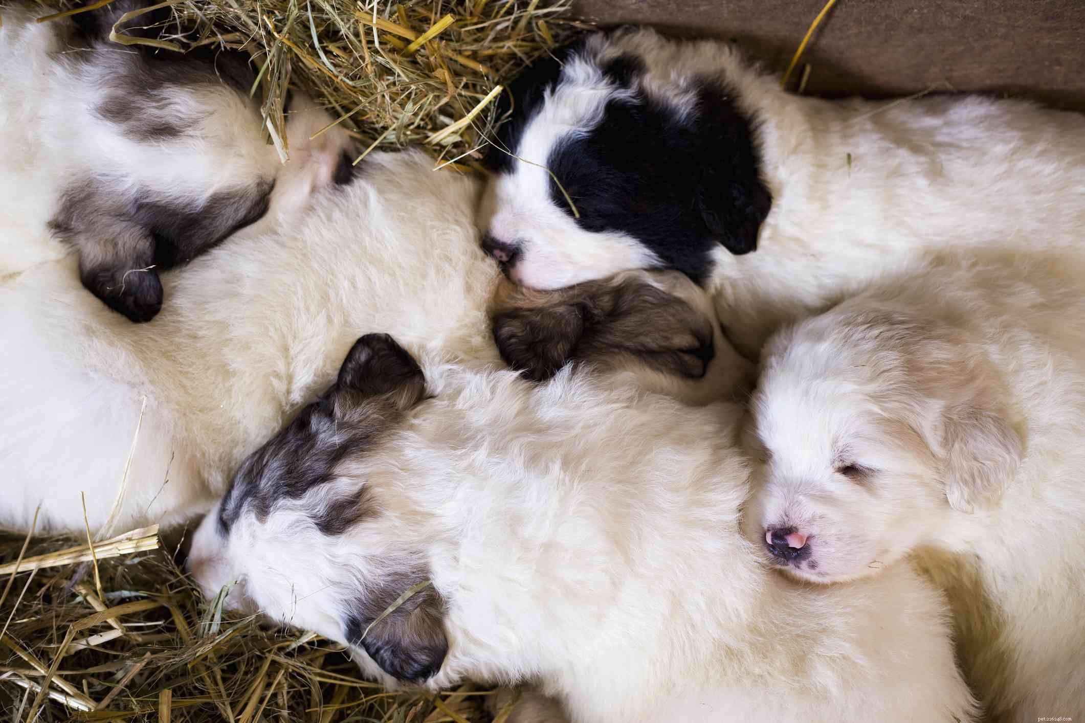 Discover 11 Remarkable Traits of the Great Pyrenees: A Loyal Guardian & Family Companion