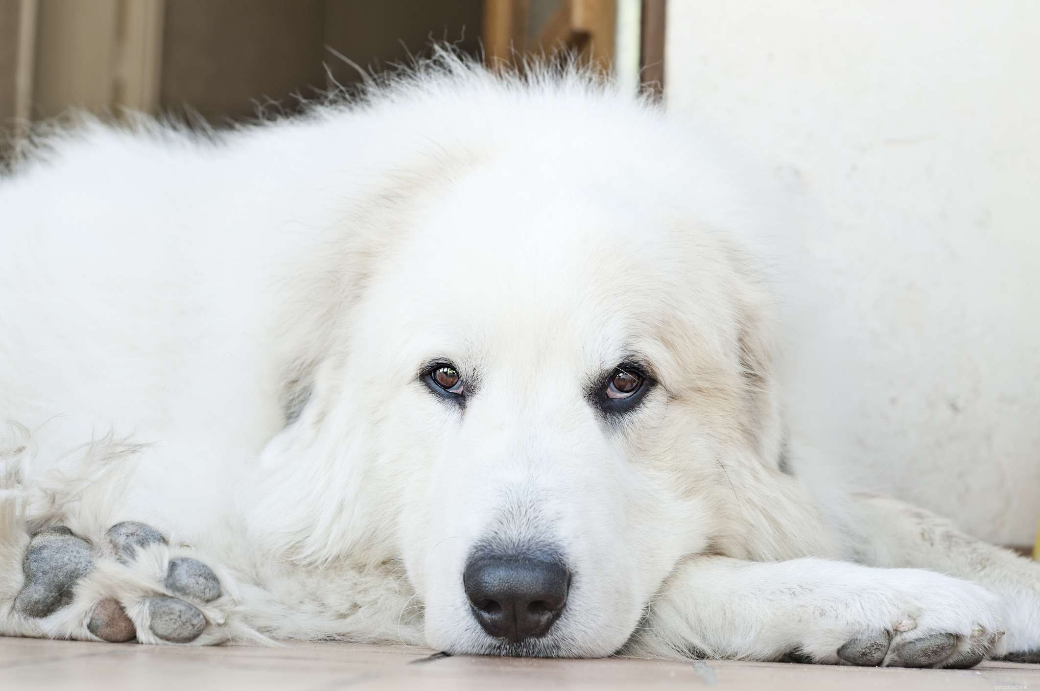 Discover 11 Remarkable Traits of the Great Pyrenees: A Loyal Guardian & Family Companion
