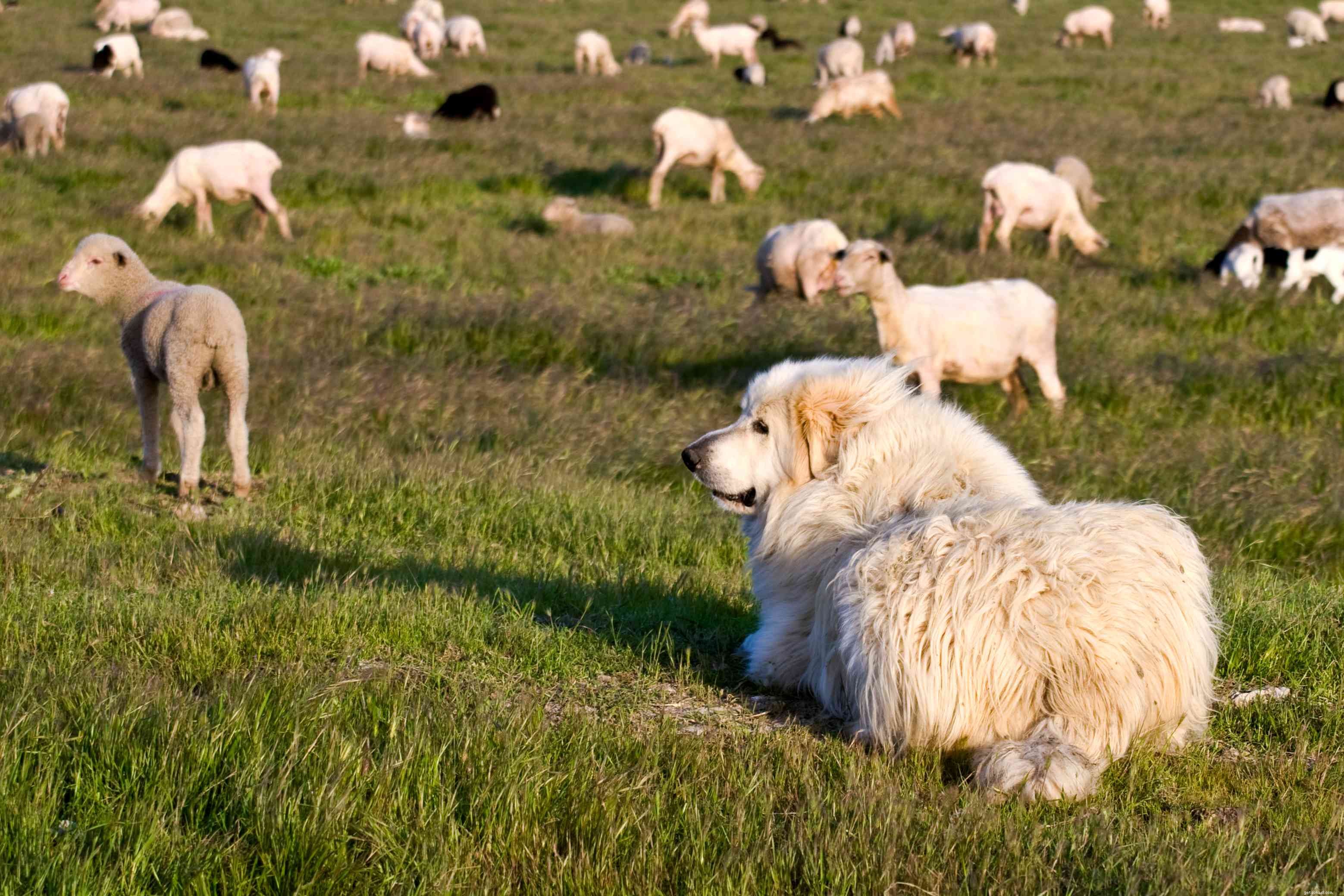 Discover 11 Remarkable Traits of the Great Pyrenees: A Loyal Guardian & Family Companion