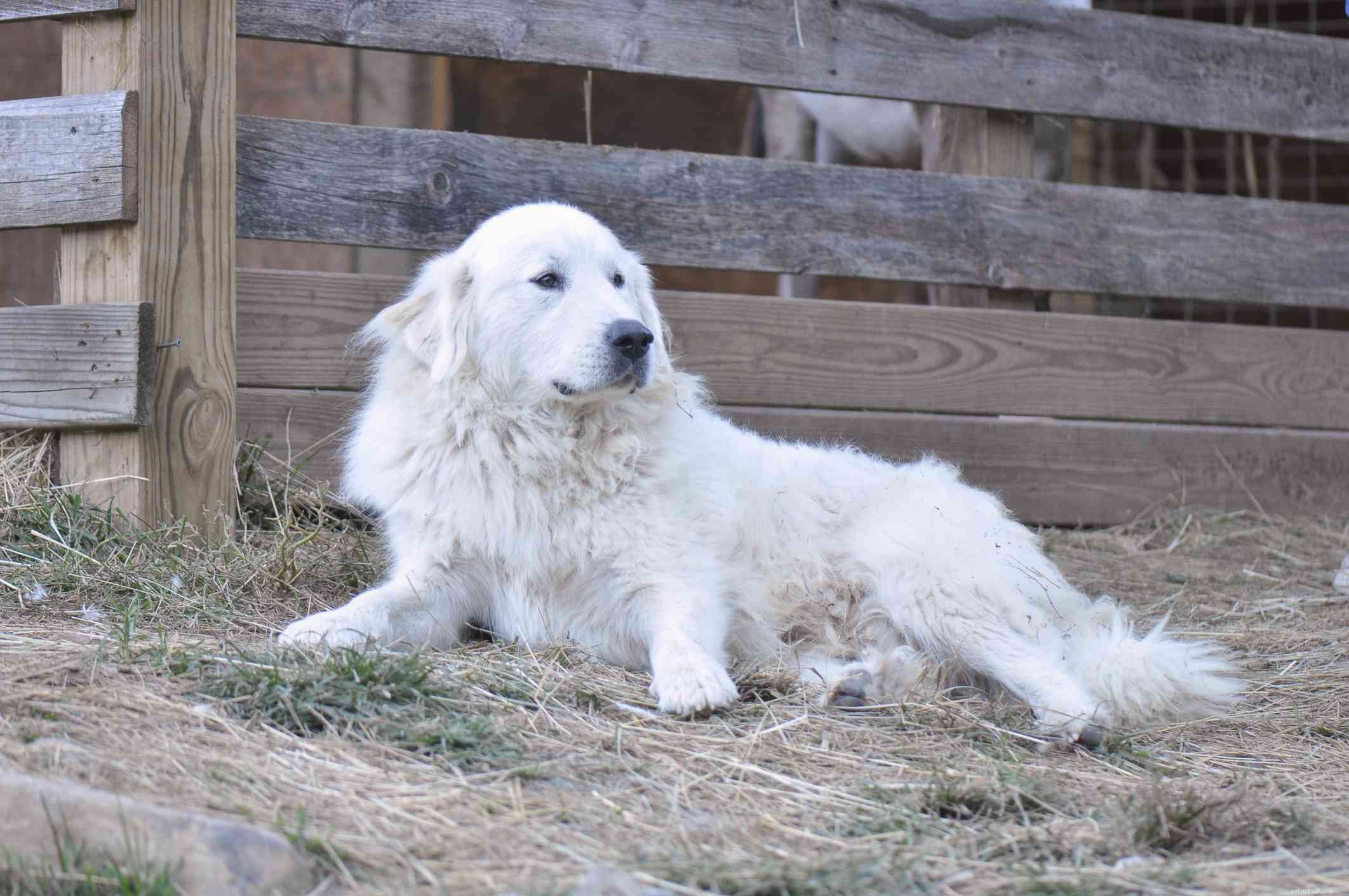 Discover 11 Remarkable Traits of the Great Pyrenees: A Loyal Guardian & Family Companion
