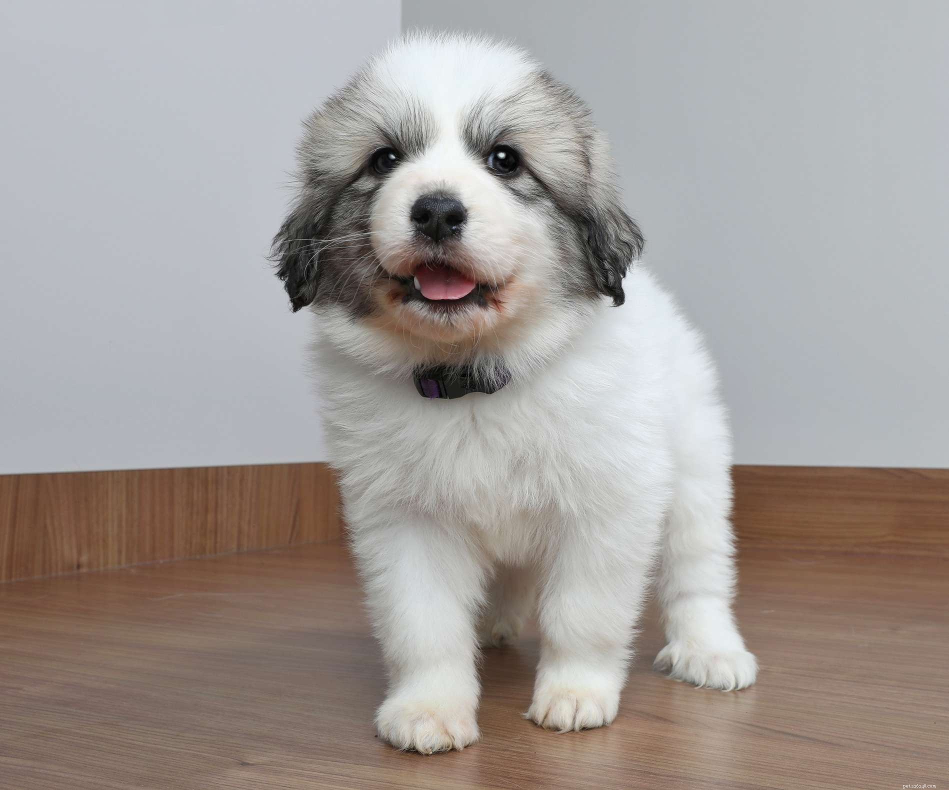 Discover 11 Remarkable Traits of the Great Pyrenees: A Loyal Guardian & Family Companion
