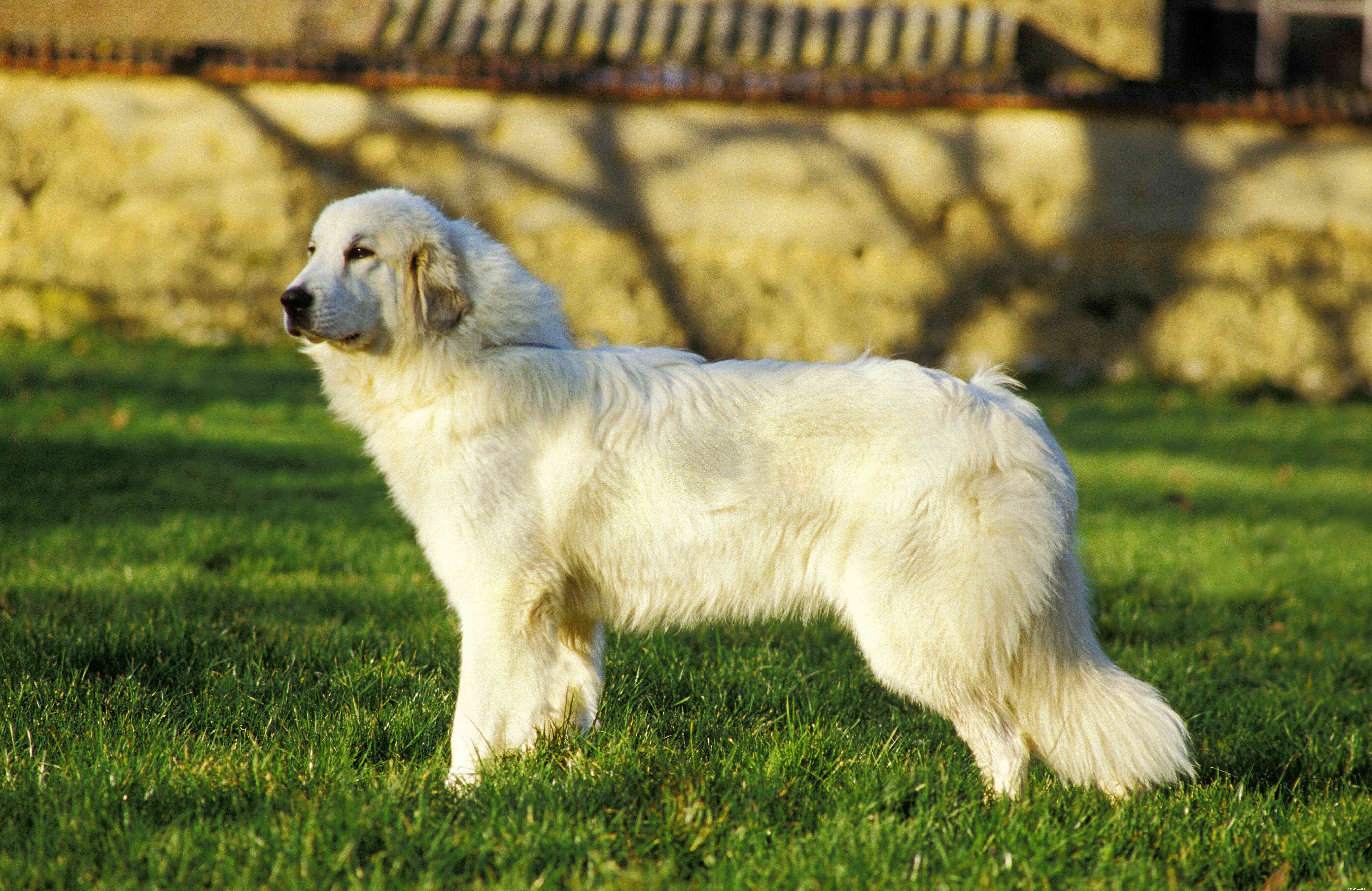 Discover 11 Remarkable Traits of the Great Pyrenees: A Loyal Guardian & Family Companion