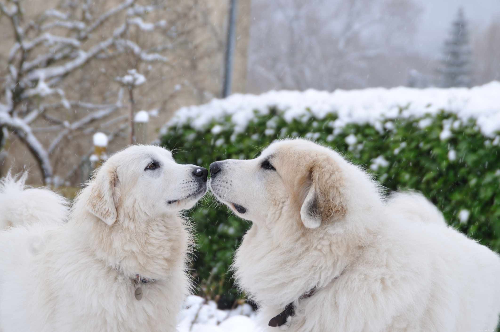 Discover 11 Remarkable Traits of the Great Pyrenees: A Loyal Guardian & Family Companion