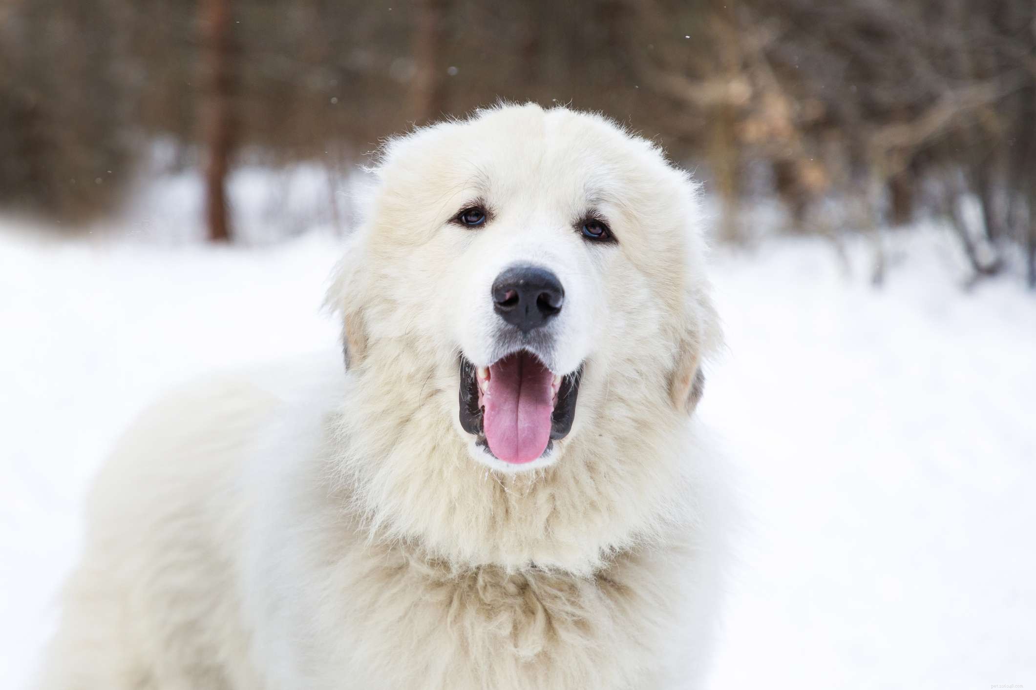 Discover 11 Remarkable Traits of the Great Pyrenees: A Loyal Guardian & Family Companion