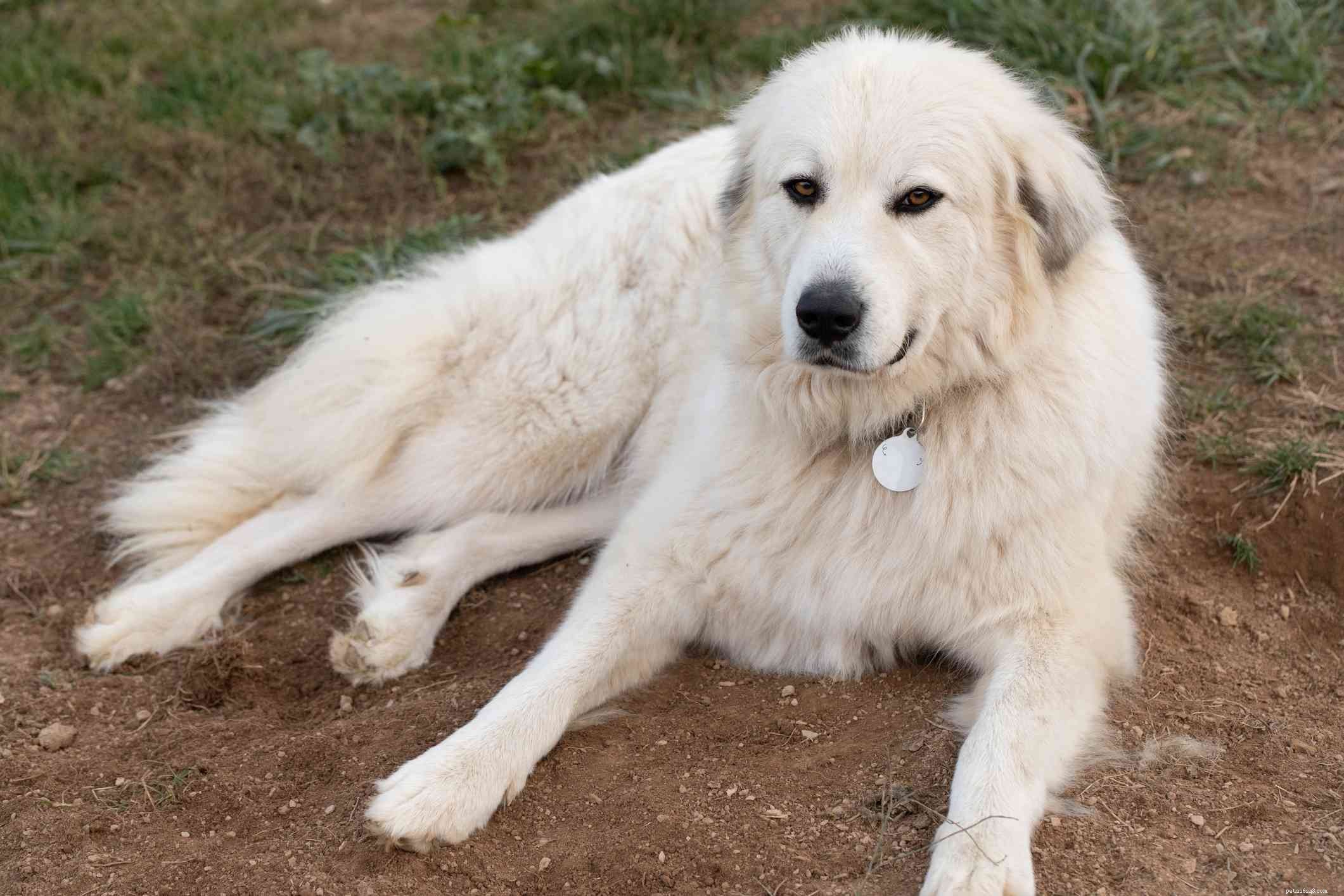 Discover 11 Remarkable Traits of the Great Pyrenees: A Loyal Guardian & Family Companion