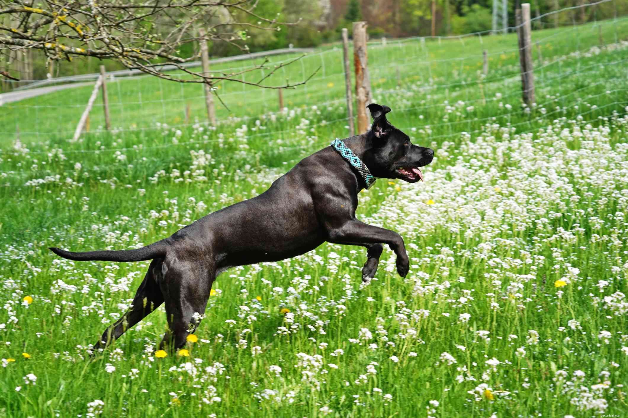Cane Corso Guide: Traits, Training, and Care for Your Loyal Companion