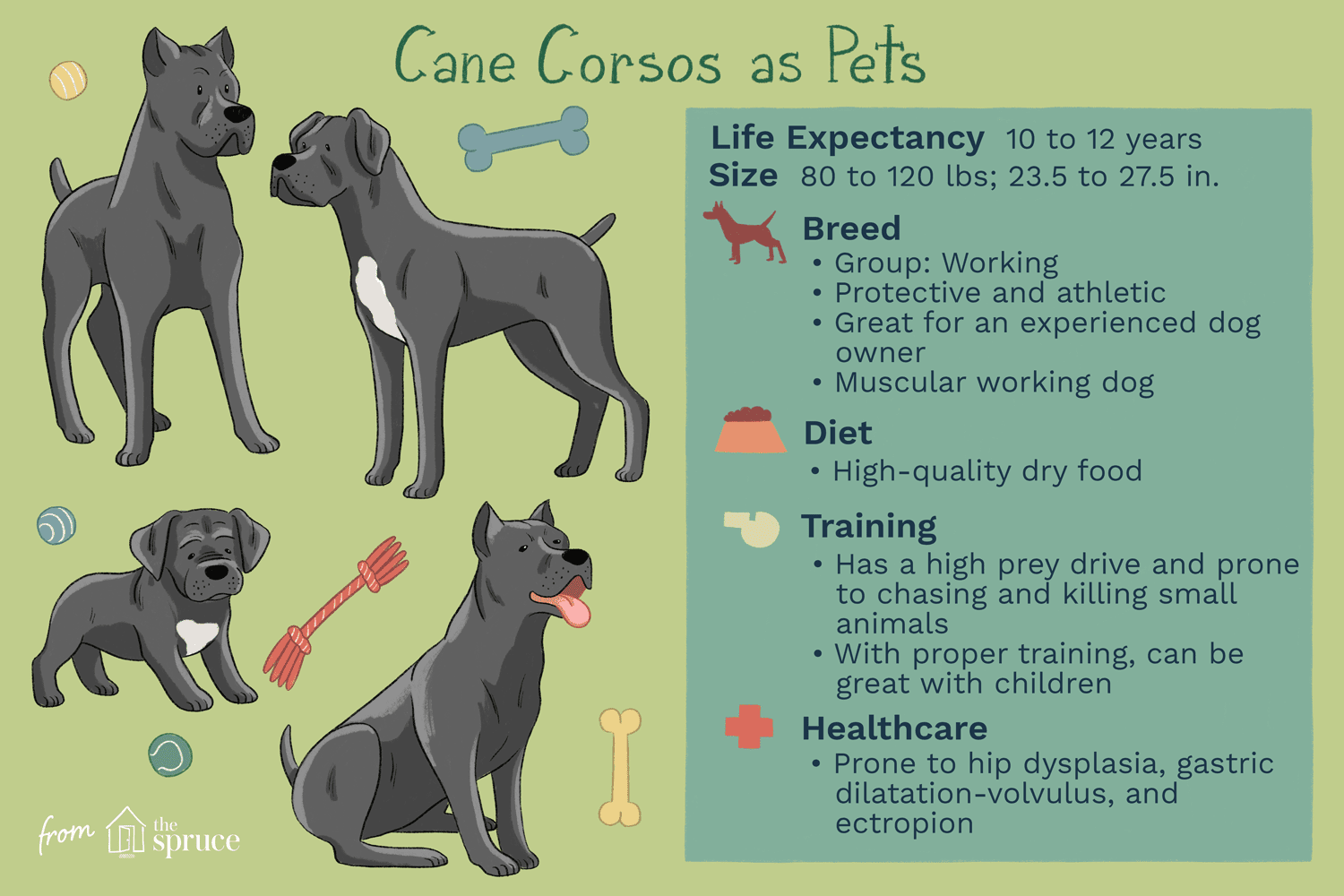 Cane Corso Guide: Traits, Training, and Care for Your Loyal Companion