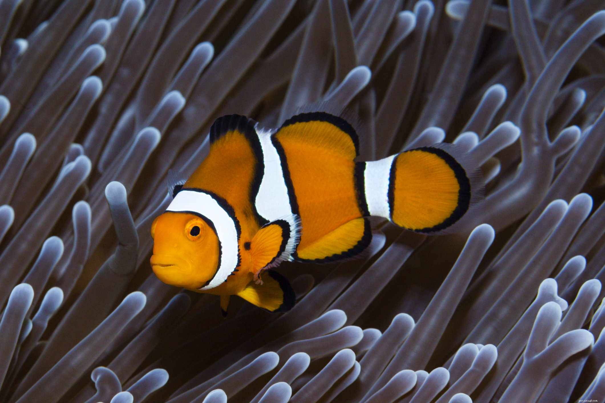 Choosing Compatible Fish for Your Saltwater Aquarium