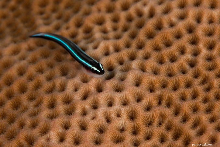 Choosing Compatible Fish for Your Saltwater Aquarium