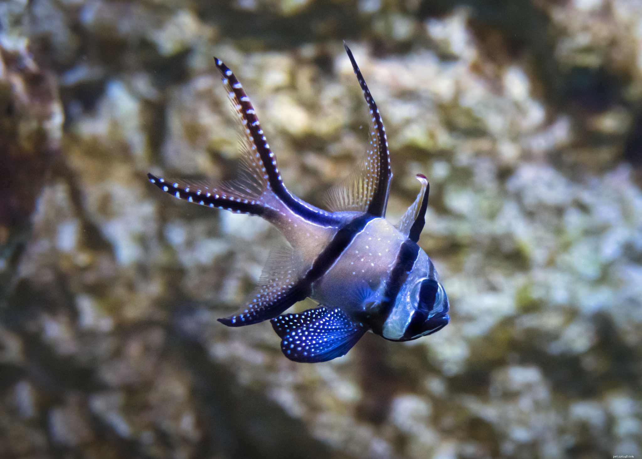 Choosing Compatible Fish for Your Saltwater Aquarium