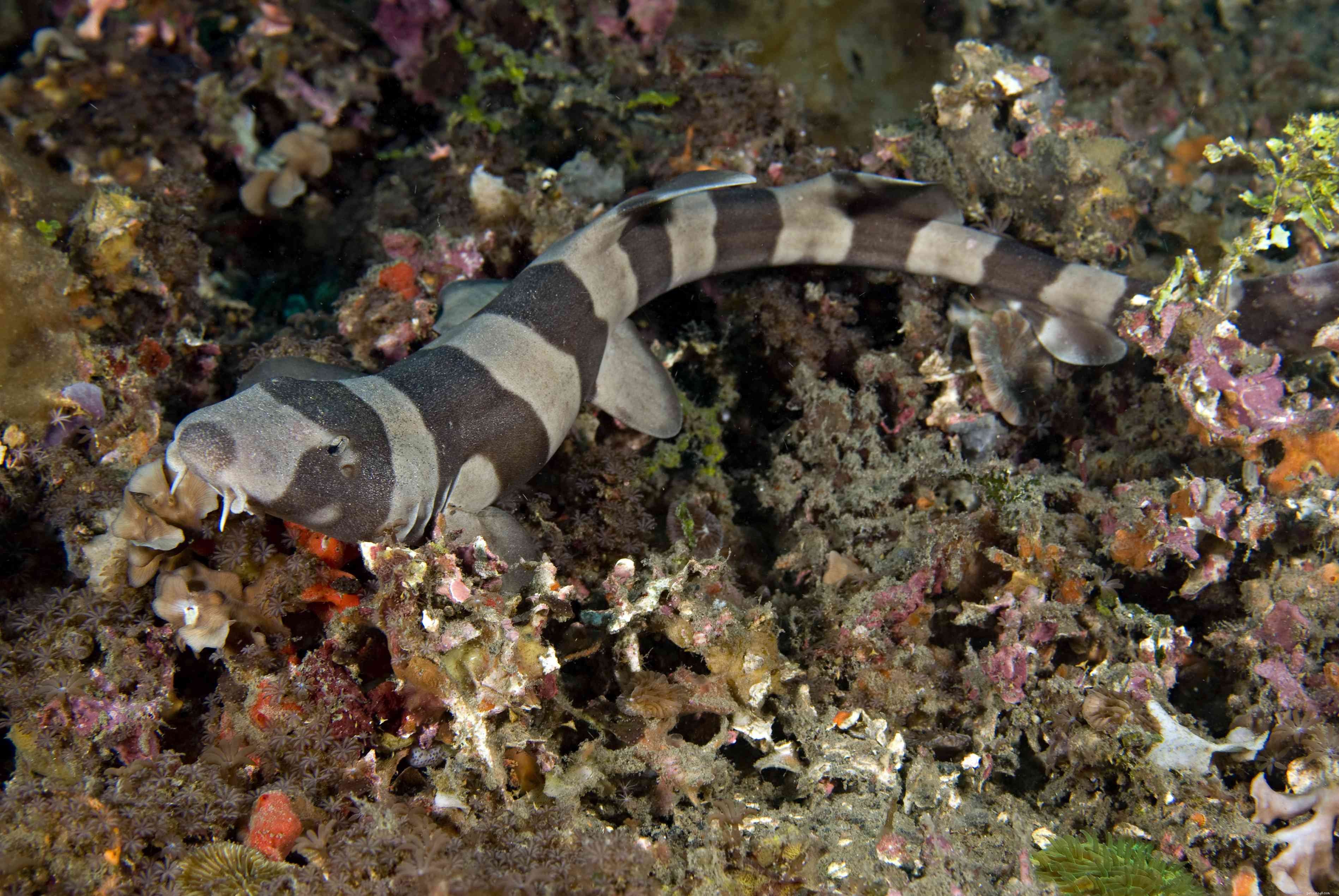 Choosing Compatible Fish for Your Saltwater Aquarium
