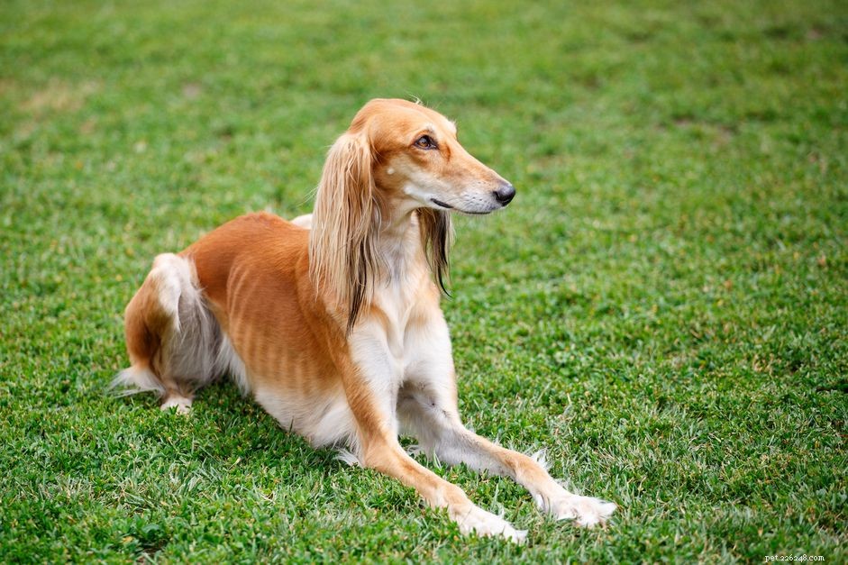 Saluki Dog Breed Profile: History, Care, and Health Insights
