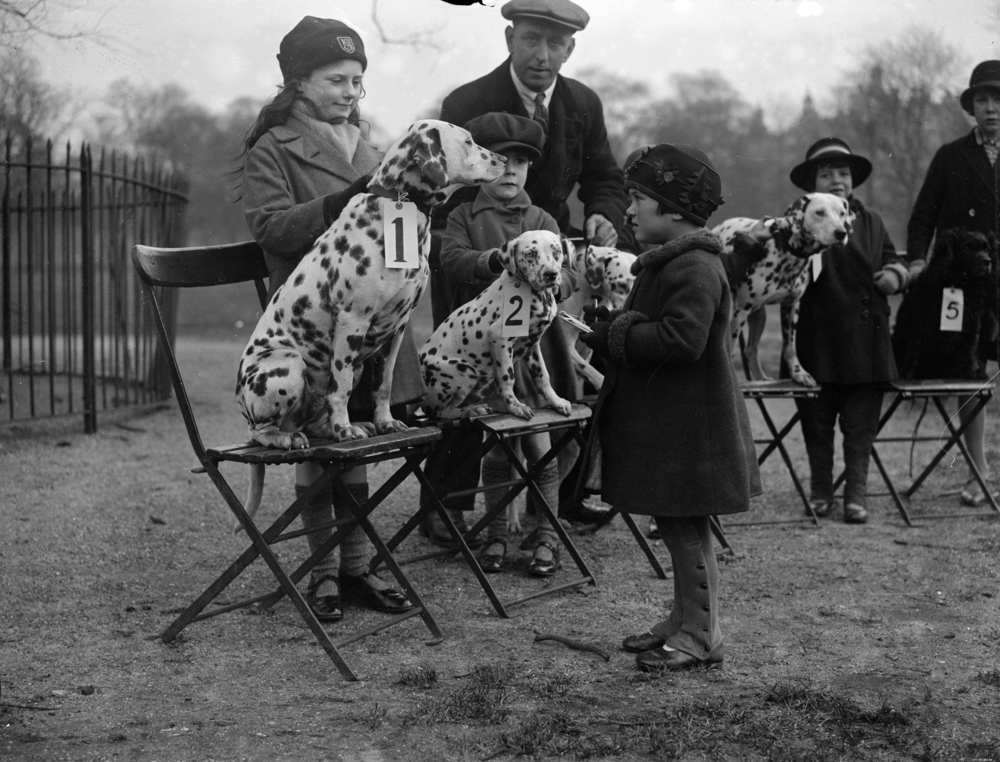 Dalmatian Dog: Complete Guide to Traits, Care, and Training