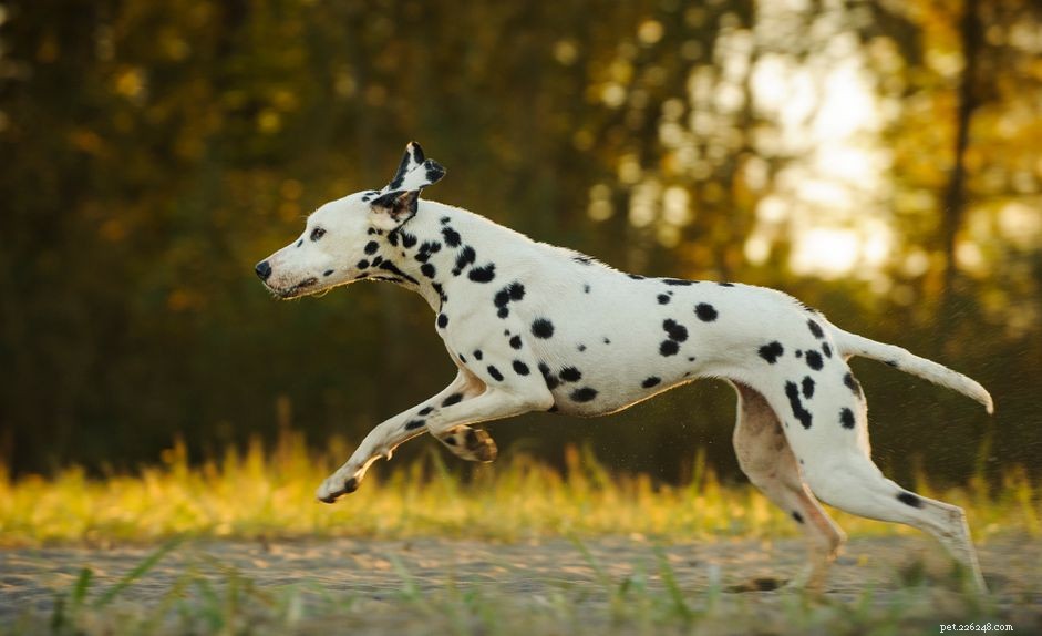 Dalmatian Dog: Complete Guide to Traits, Care, and Training