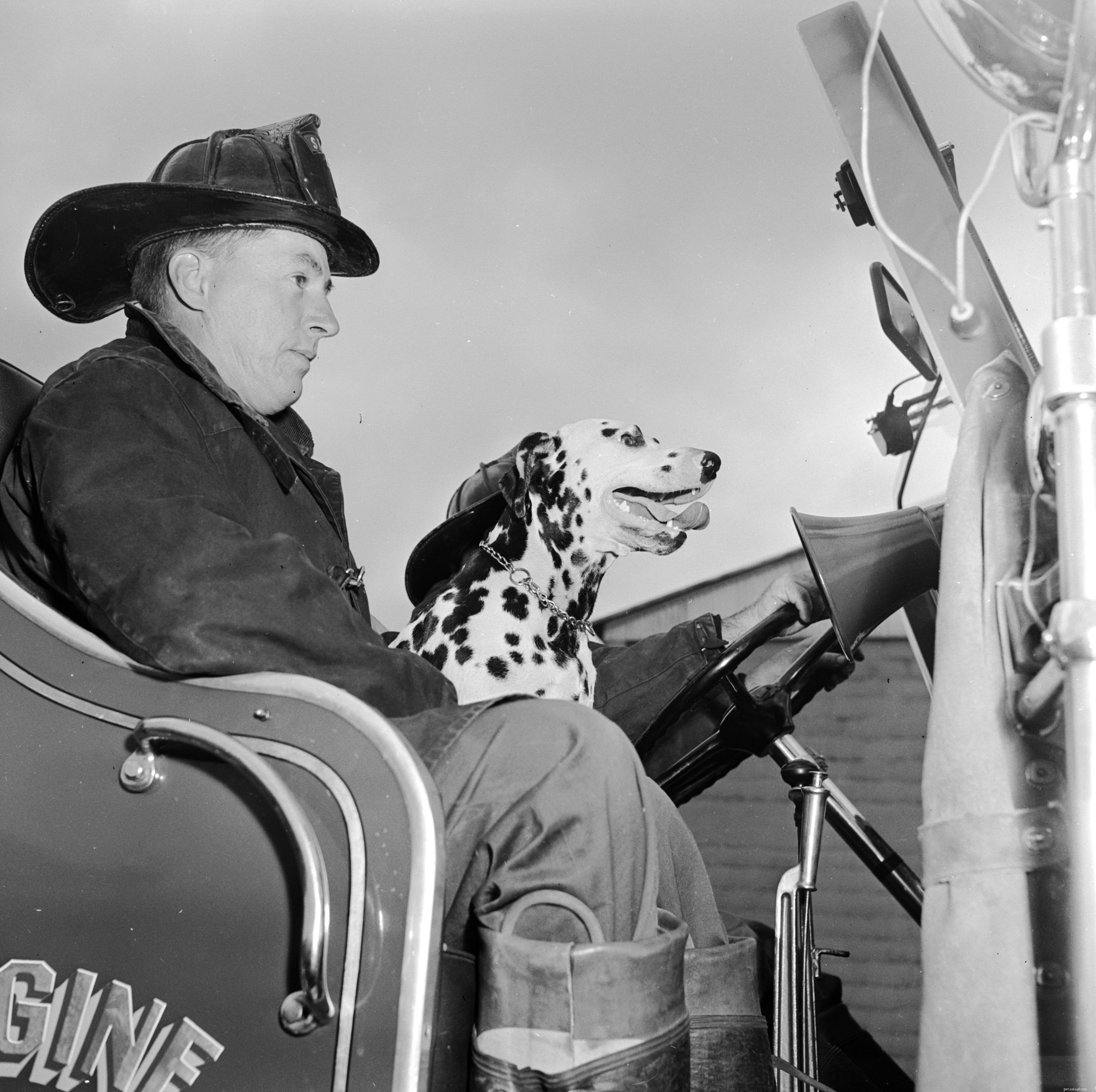 Dalmatian Dog: Complete Guide to Traits, Care, and Training