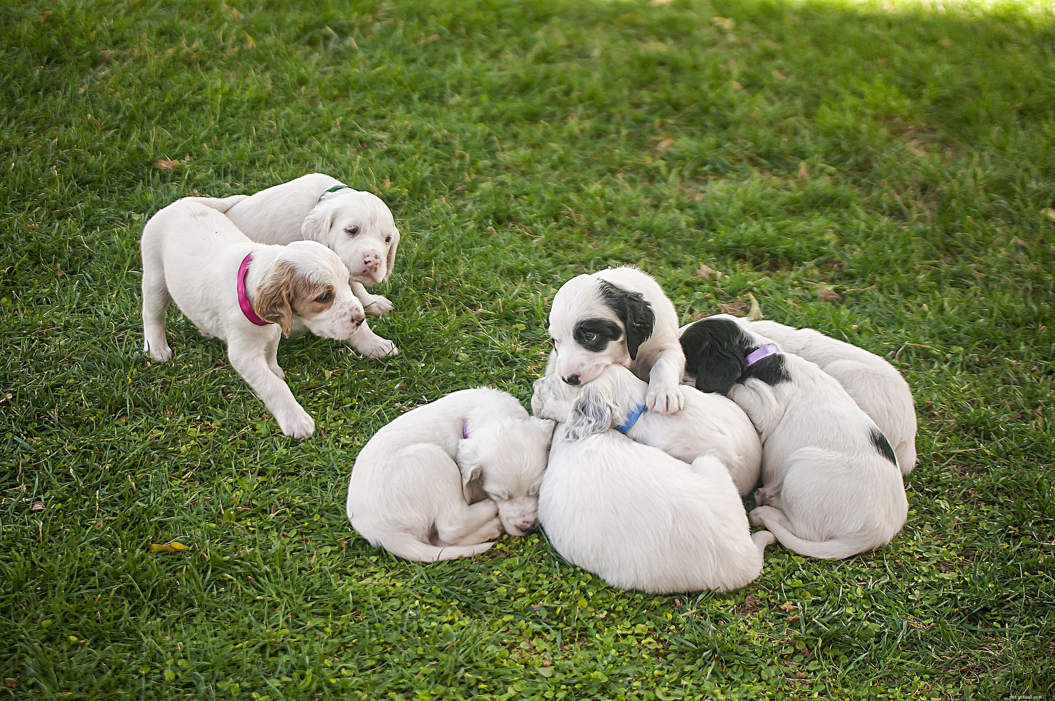 Dalmatian Dog: Complete Guide to Traits, Care, and Training