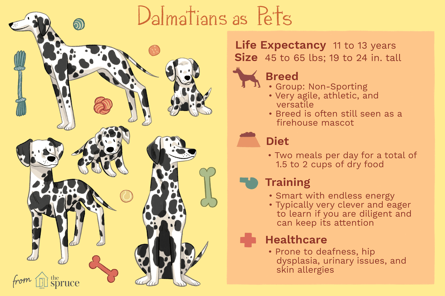 Dalmatian Dog: Complete Guide to Traits, Care, and Training