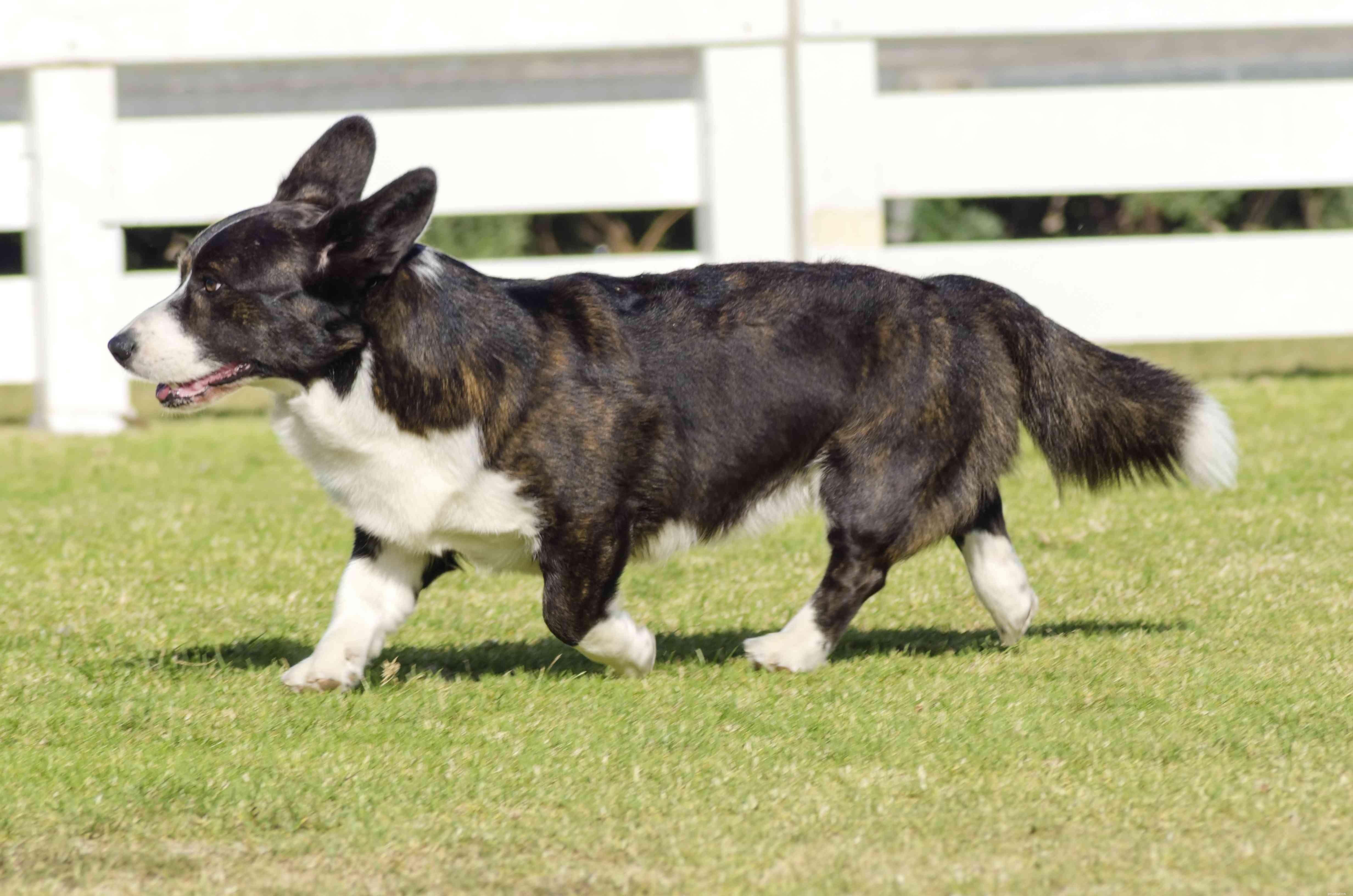 Cardigan Welsh Corgi: Traits, Care, and Training Guide