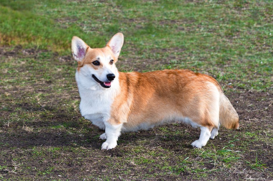 Cardigan Welsh Corgi: Traits, Care, and Training Guide