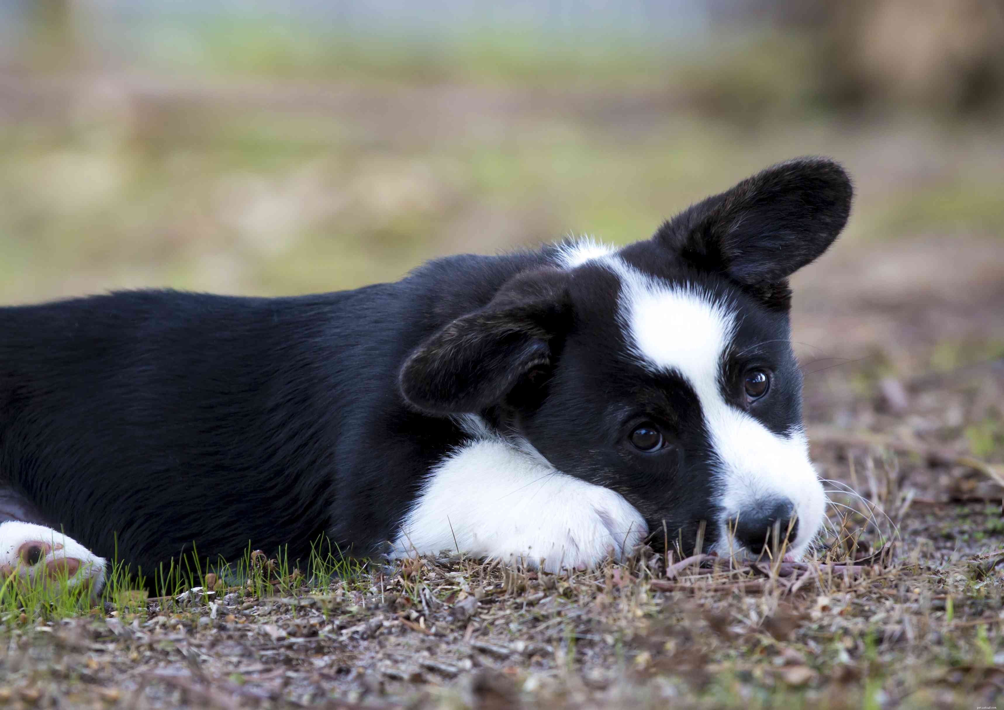 Cardigan Welsh Corgi: Traits, Care, and Training Guide