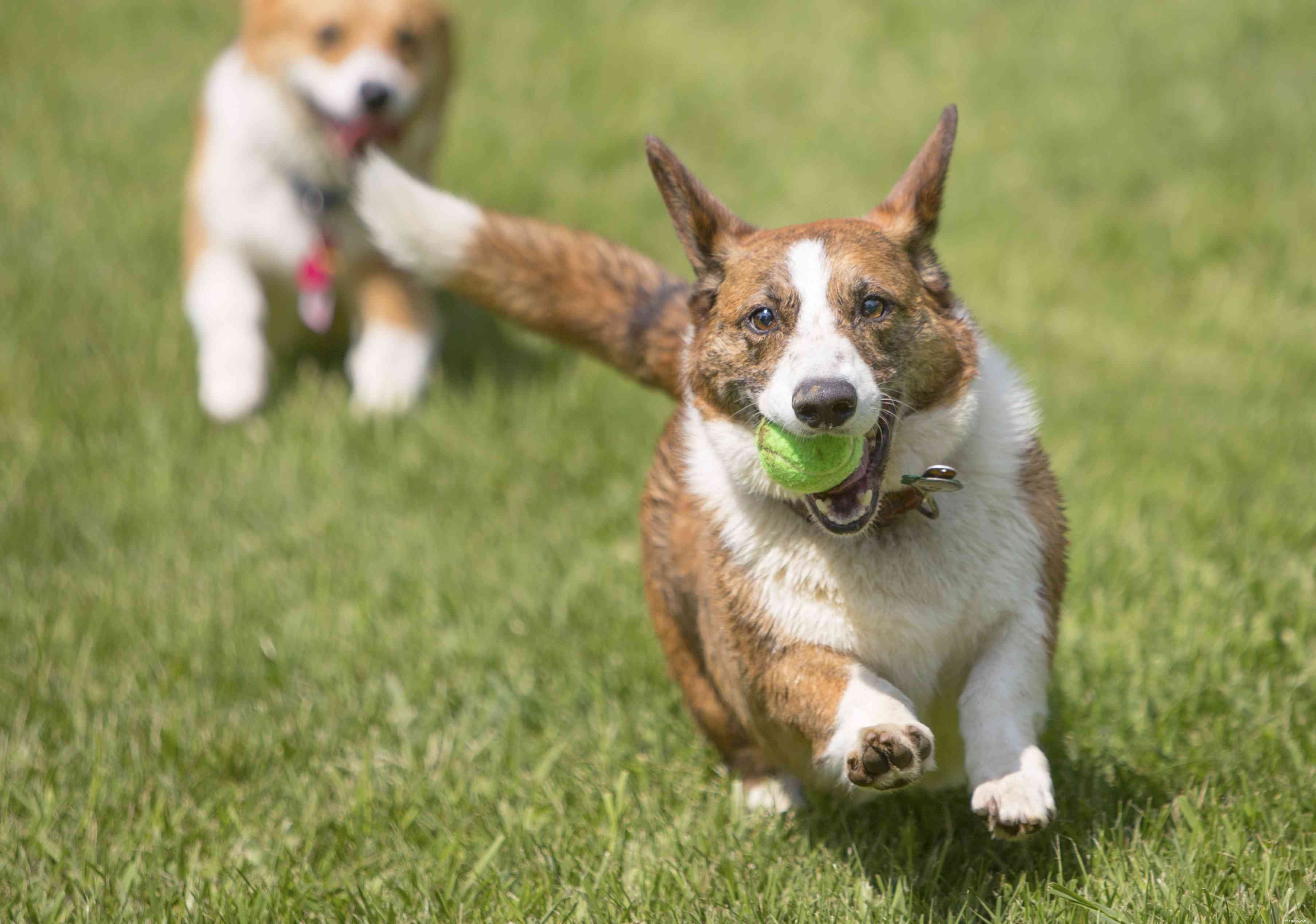 Cardigan Welsh Corgi: Traits, Care, and Training Guide