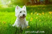 Barbet Dog Breed: Traits, Care, and Adoption Guide