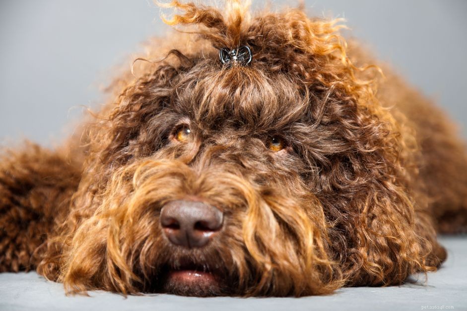 Barbet Dog Breed: Traits, Care, and Adoption Guide